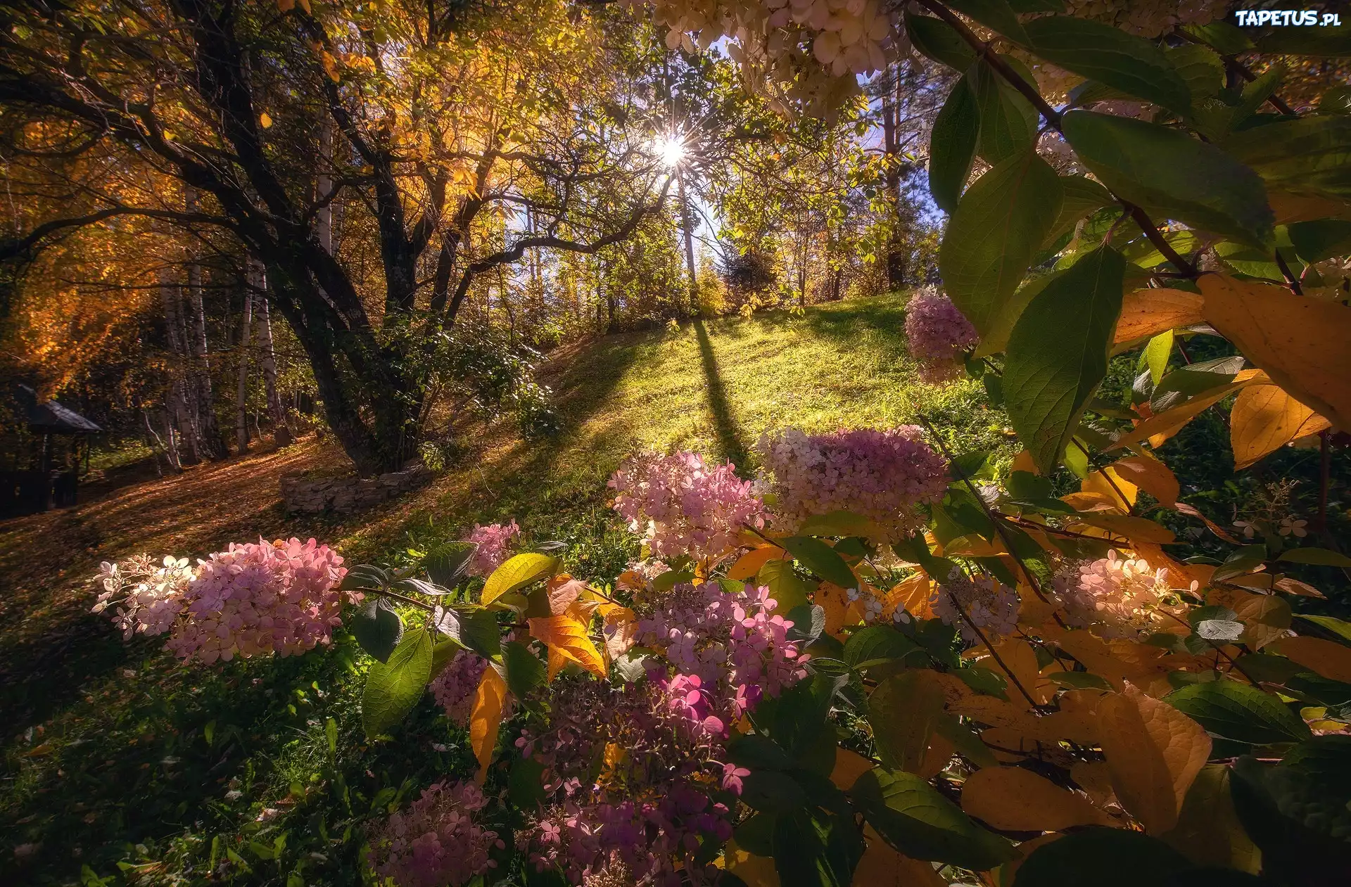 Осенние цветы природа. Осенние цветы в лесу. Осенние цветы кустом. Солнце лес цветы. Солнце в саду.