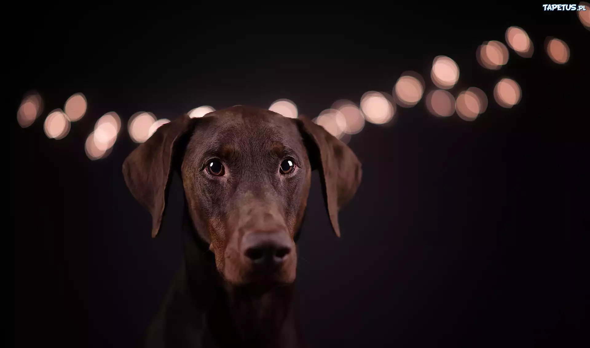 Pies, Doberman, Światła, Czarne, Tło