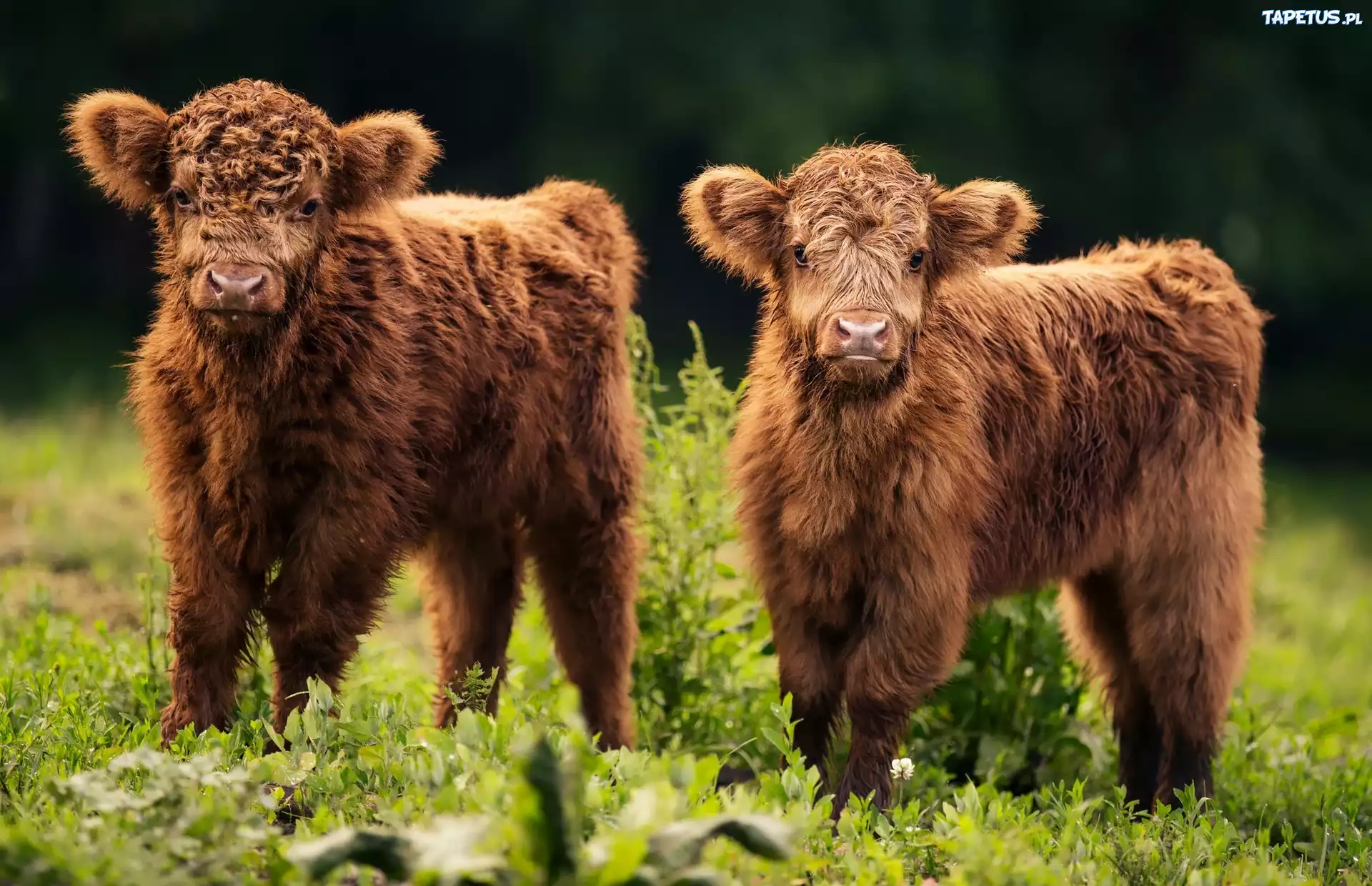Dwie, Młode, Krówki, Szkocka rasa wyżynna, Highland cattle
