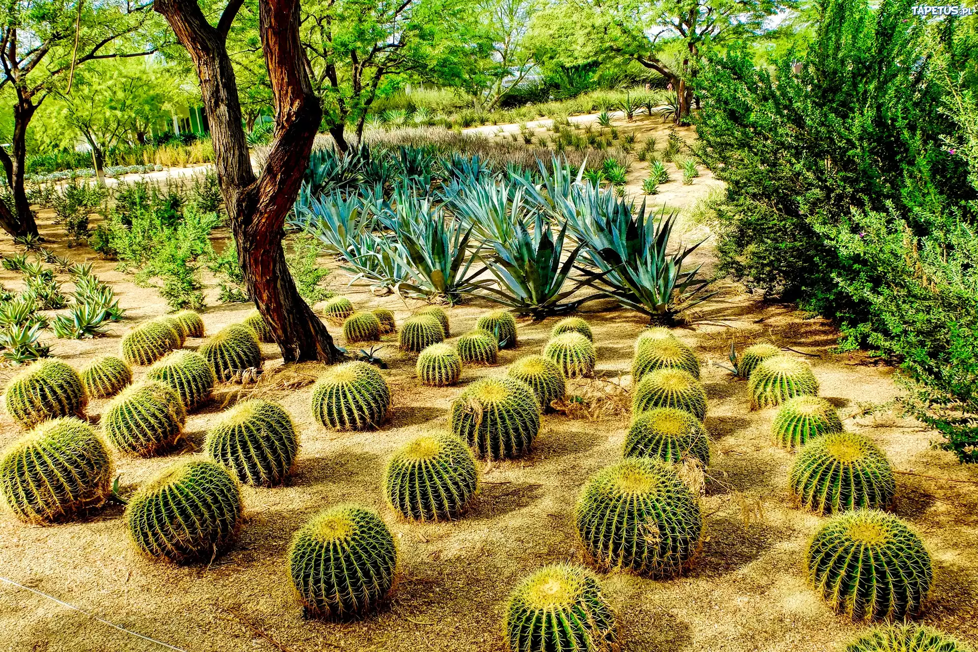 Kaktusy, Park, Ogród, Sunnylands Center Gardens, Rancho Mirage, Kalifornia, Stany Zjednoczone