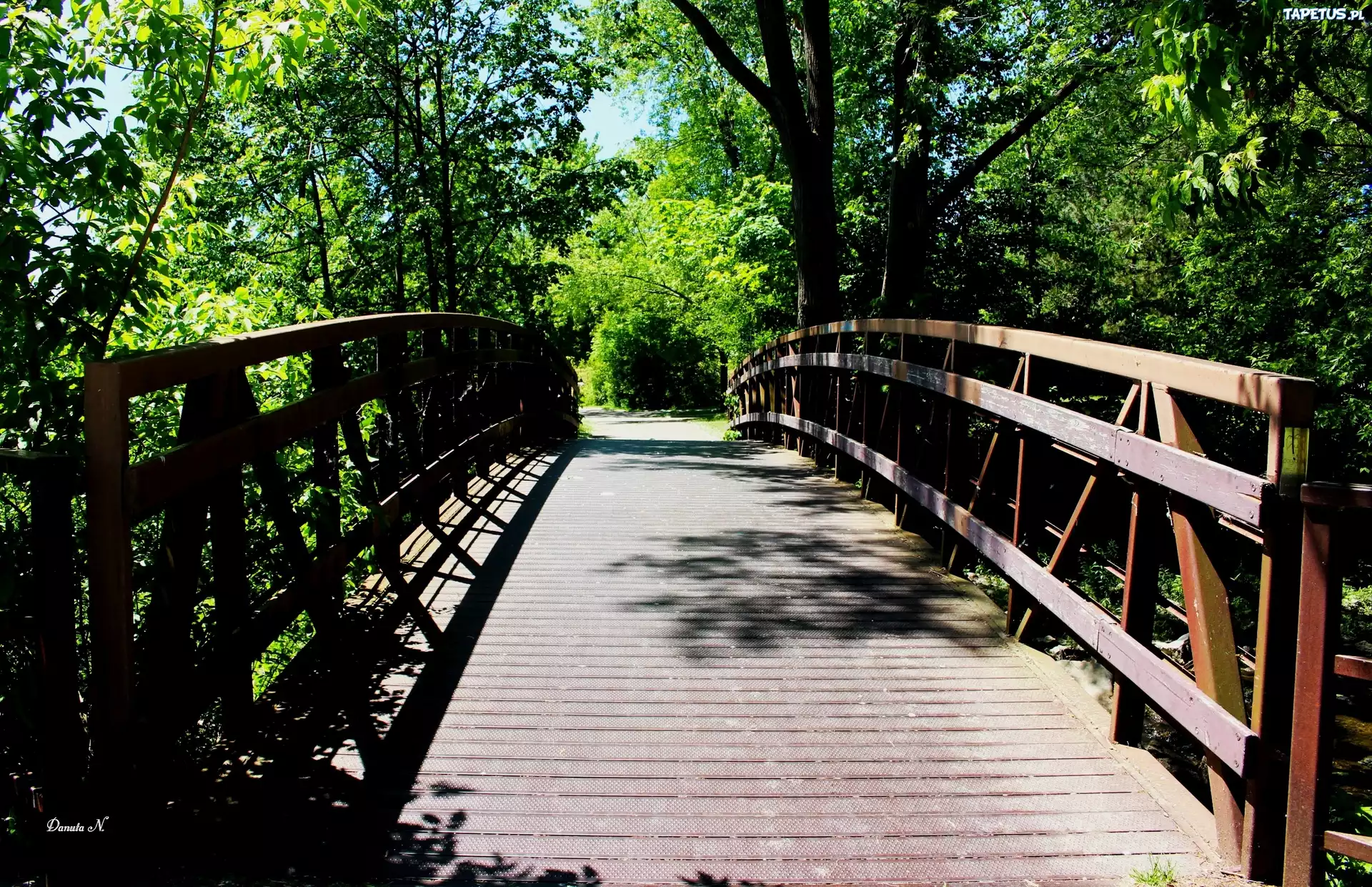 Drzewa, Ontario, Etobicoke