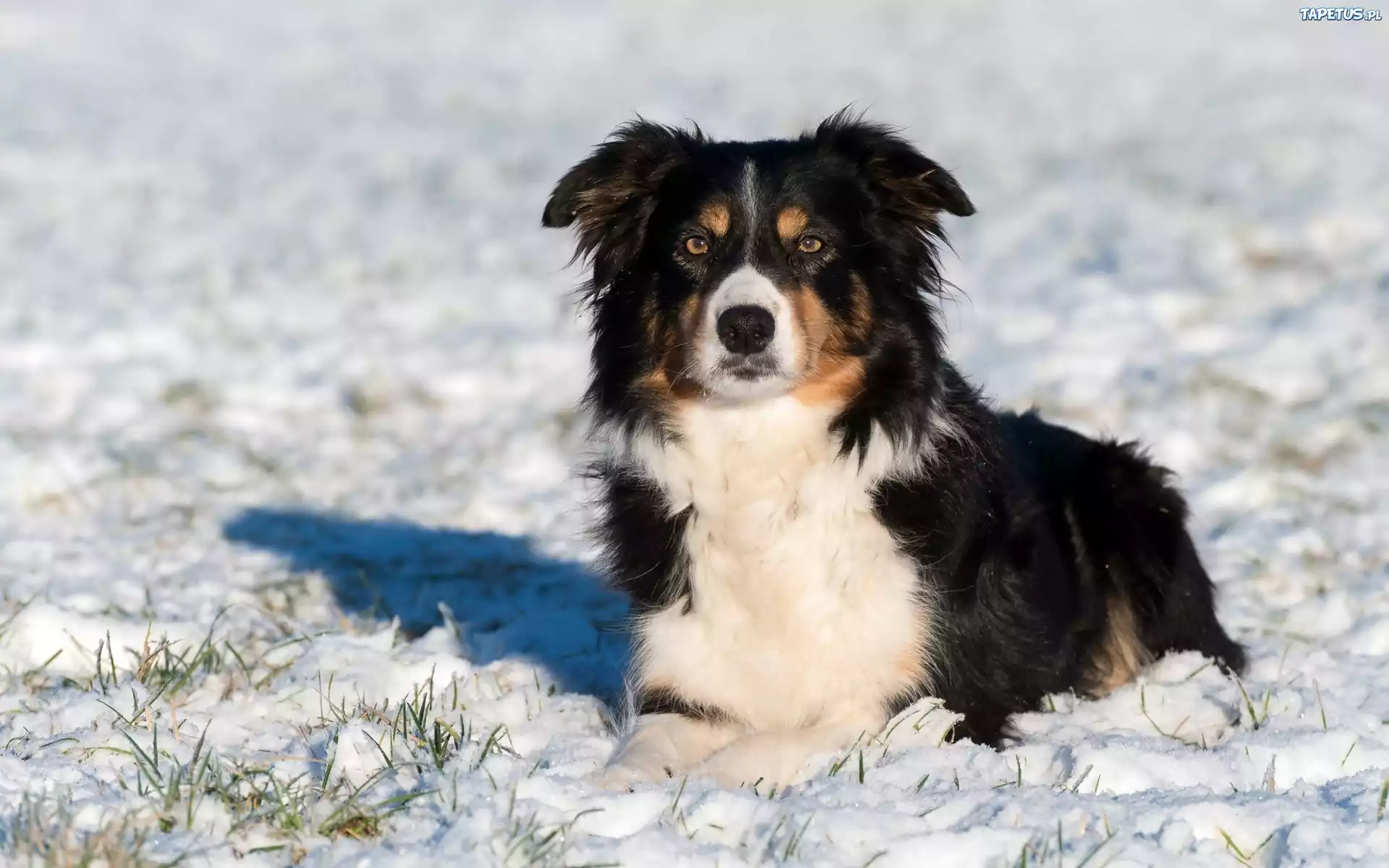 Border collie, Śnieg, Zima