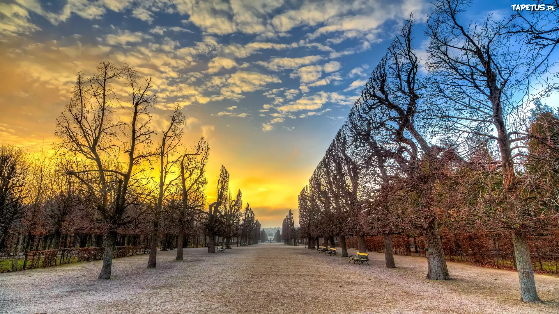 Park, Jesień, Ławki, Przycięte, Drzewa, Wschód słońca