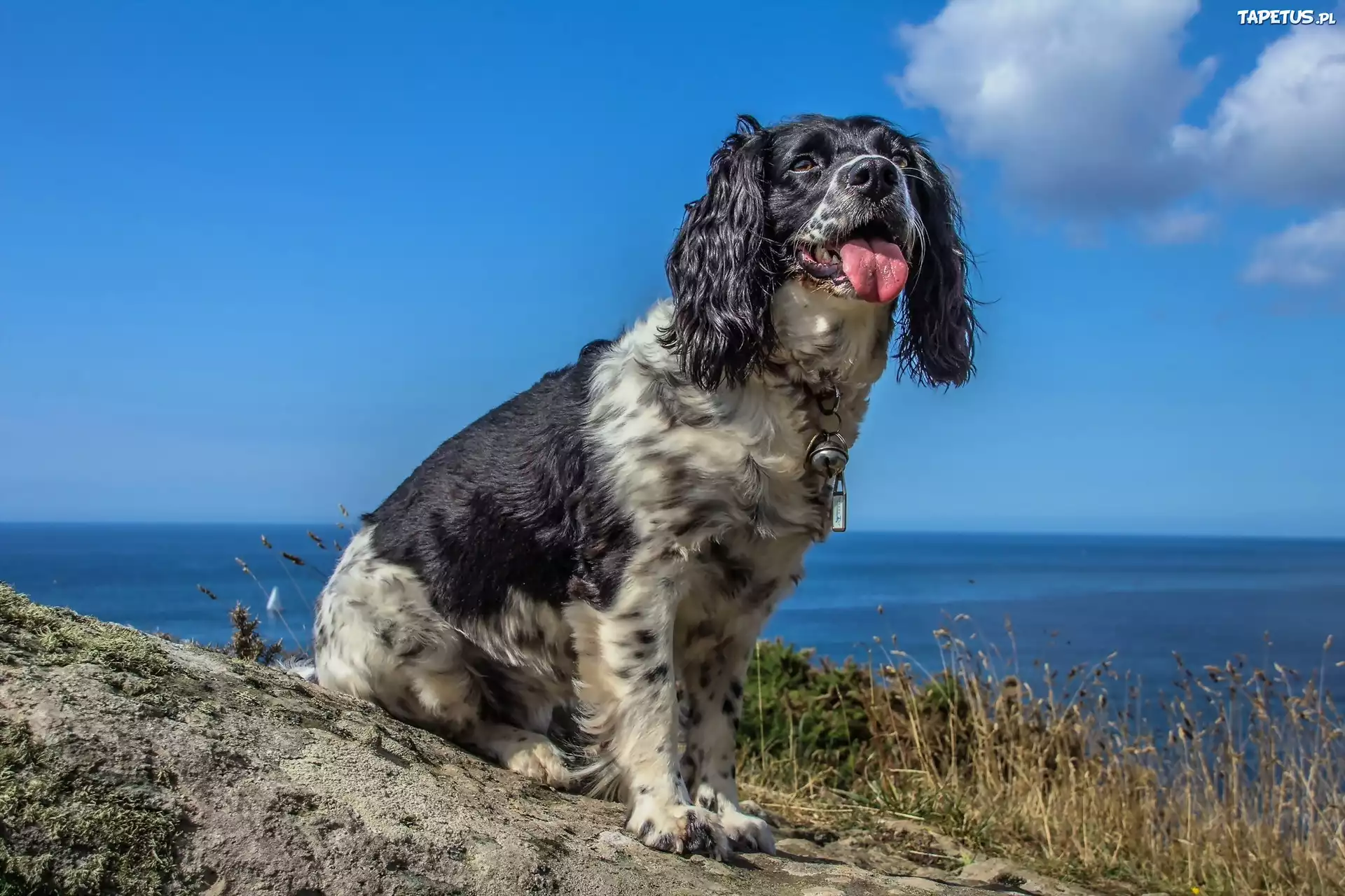 Wybrzeże, Springer spaniel angielski