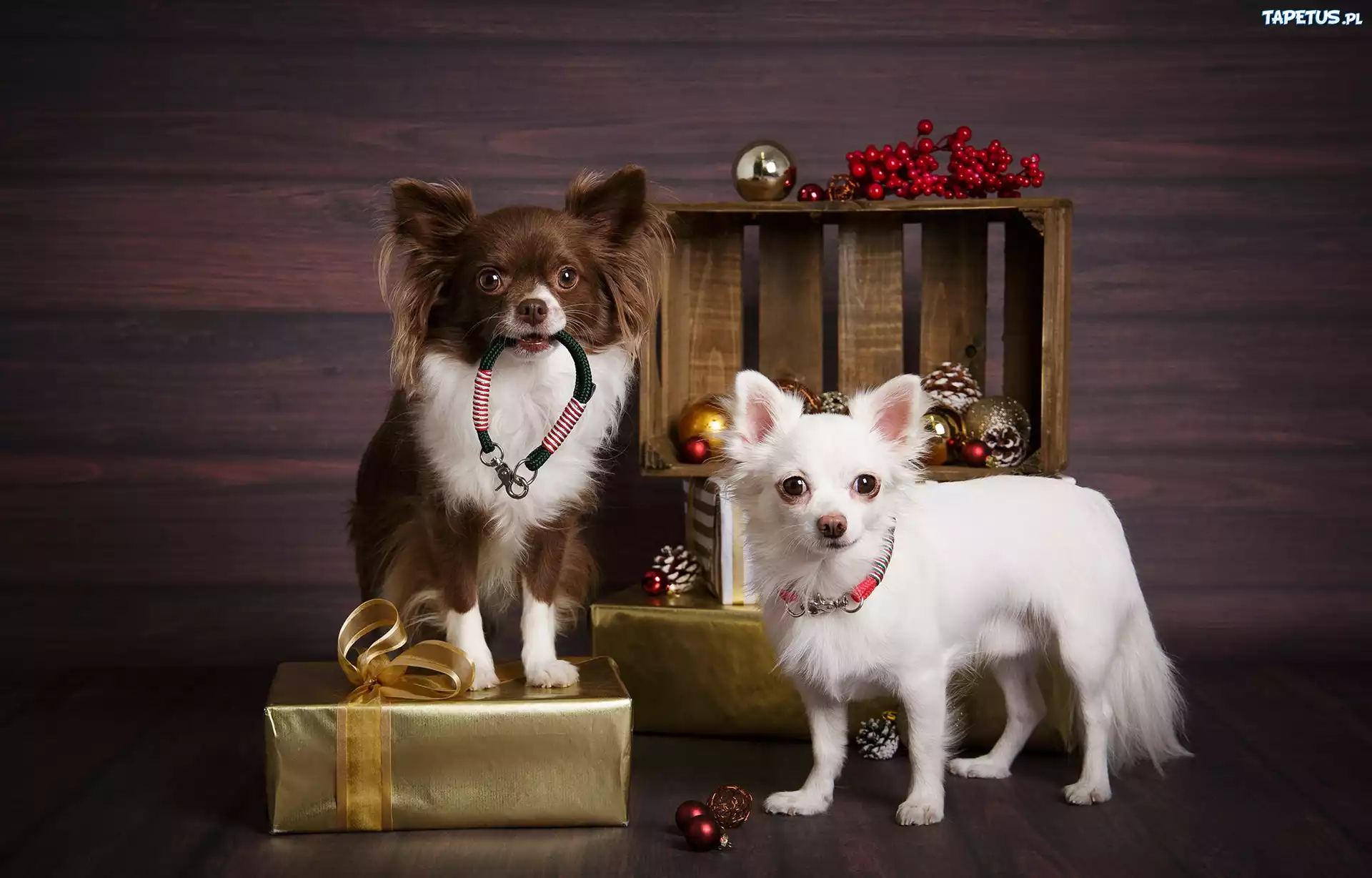 Dwa, Psy, Chihuahua długowłosa, Prezenty, Bombki