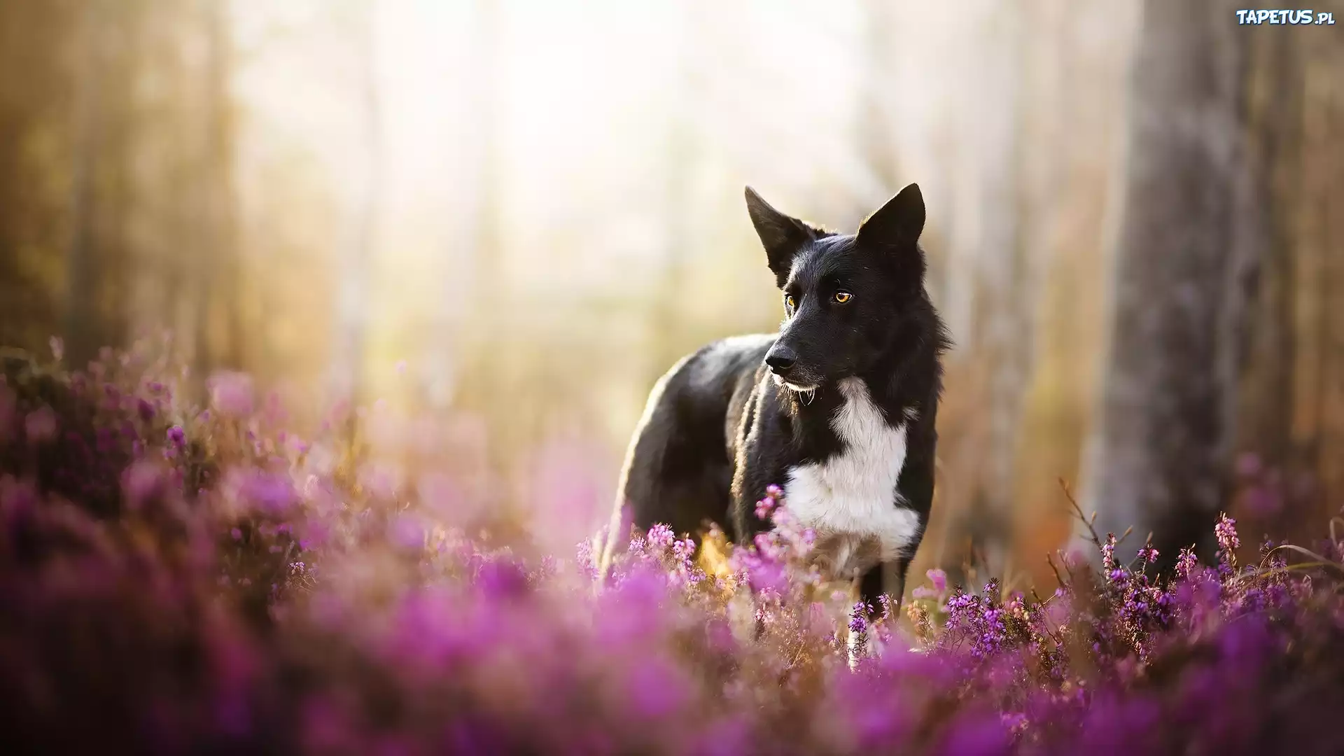 Pies, Border collie, Kwiaty, Wrzosy