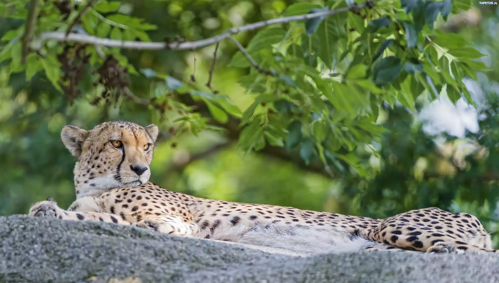 Leżący, Gepard, Skała, Rośliny