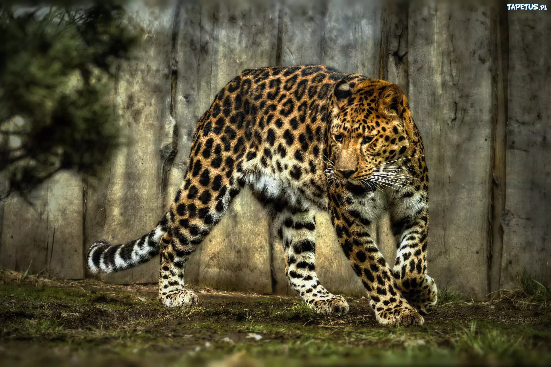 Jaguar, Cętki