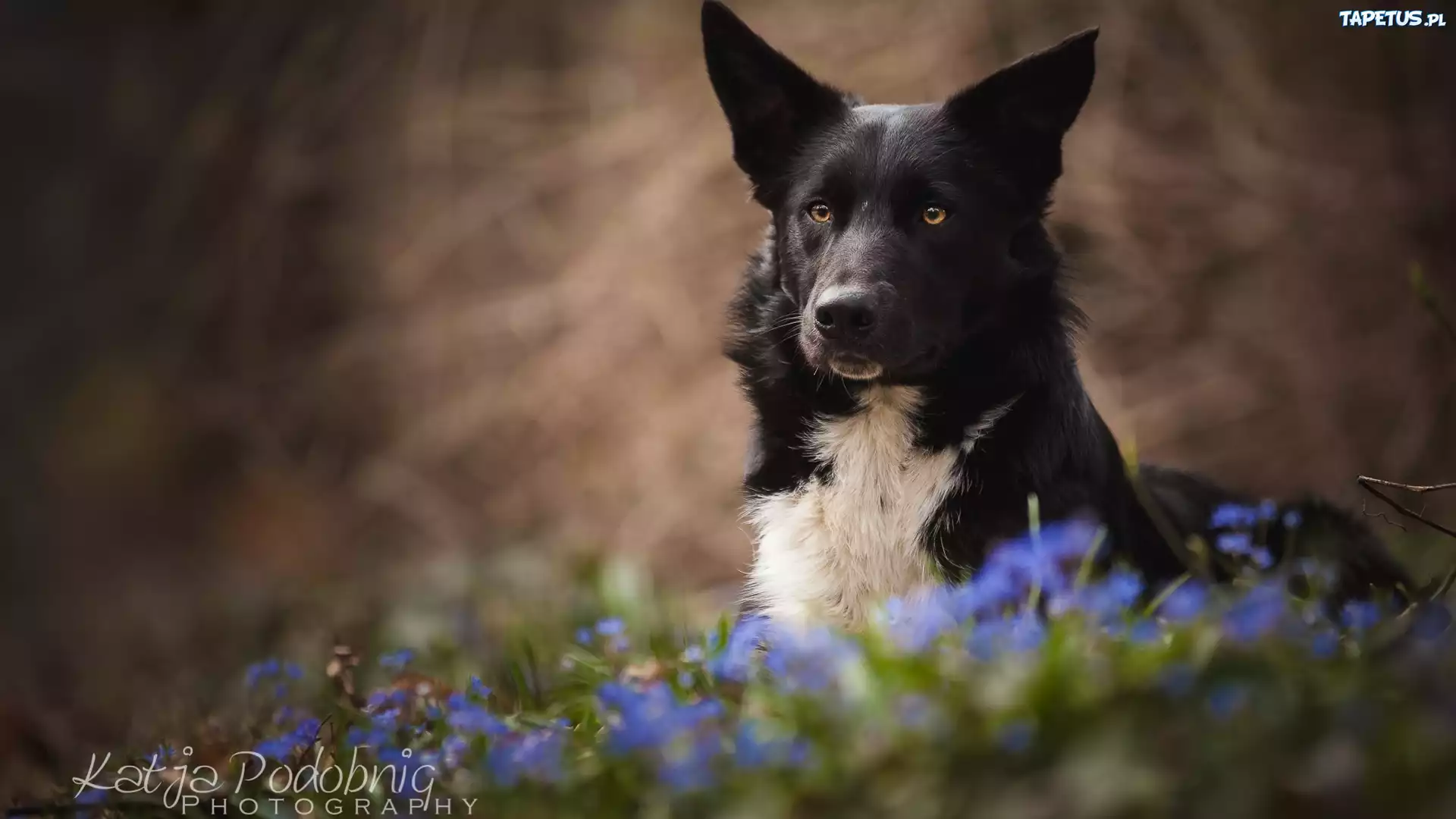 Pies, Border collie, Kwiaty, Rozmyte, Tło