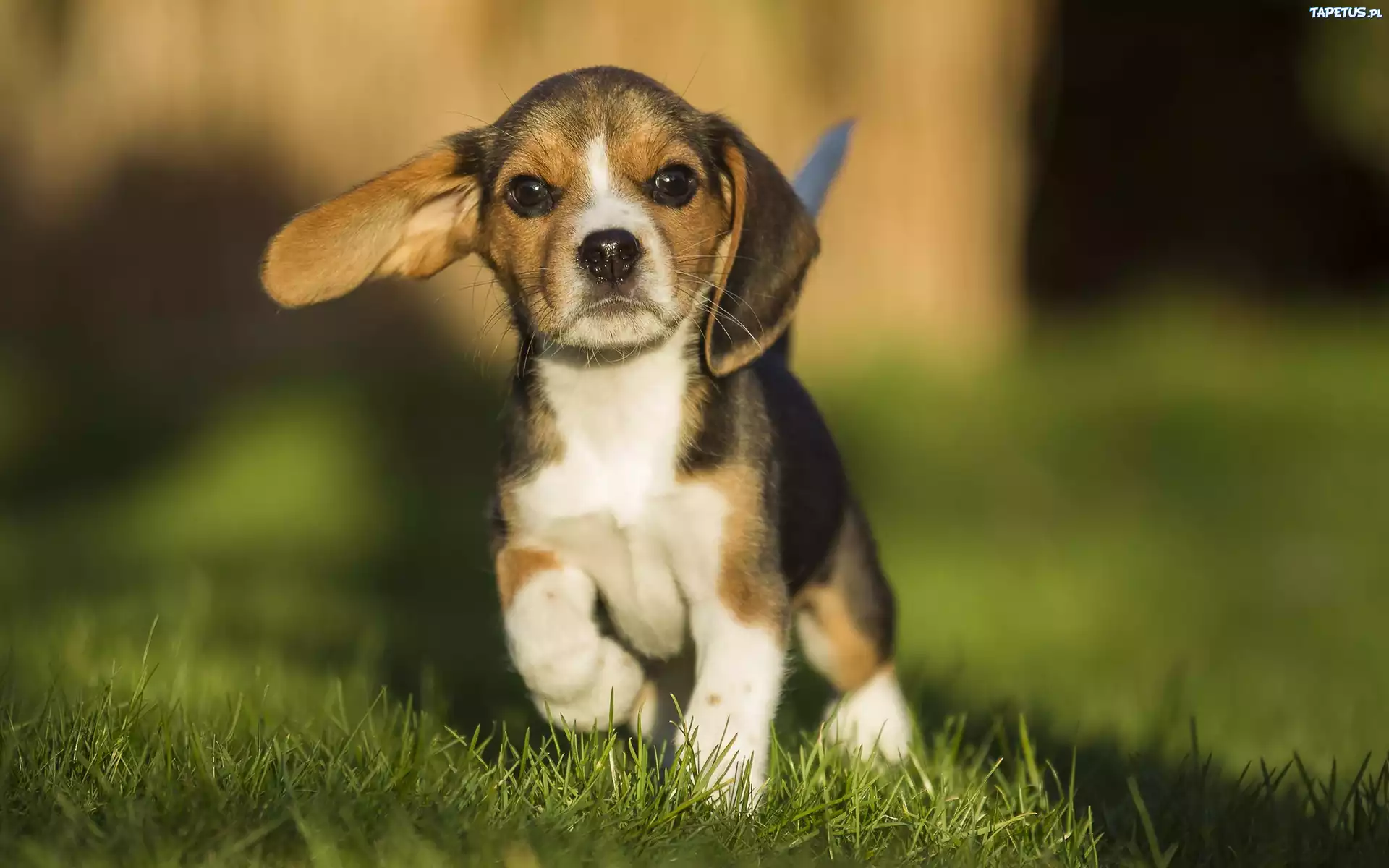 Słodki, Szczeniaczek, Beagle, Łąka