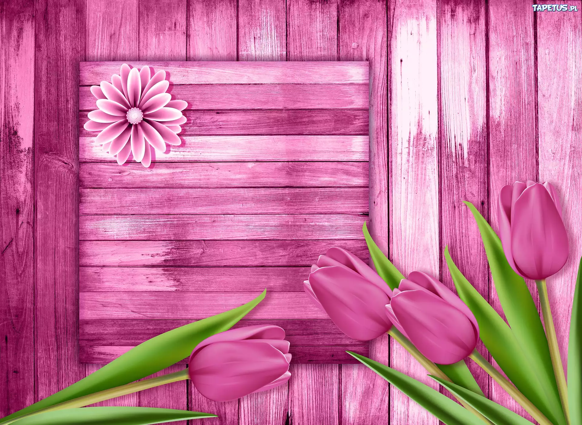 Tulipany, Różowe, Deski, 2D