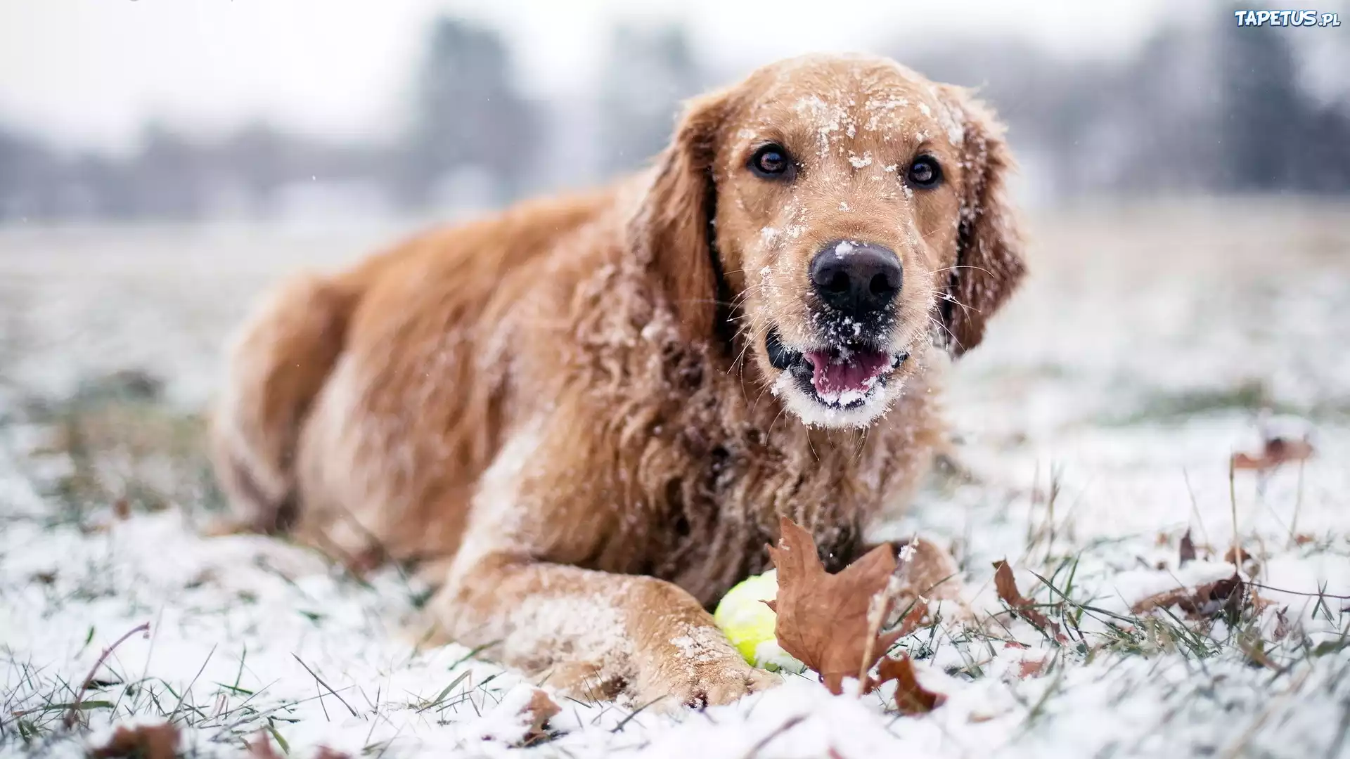 Golden retriever, Zima, Śnieg