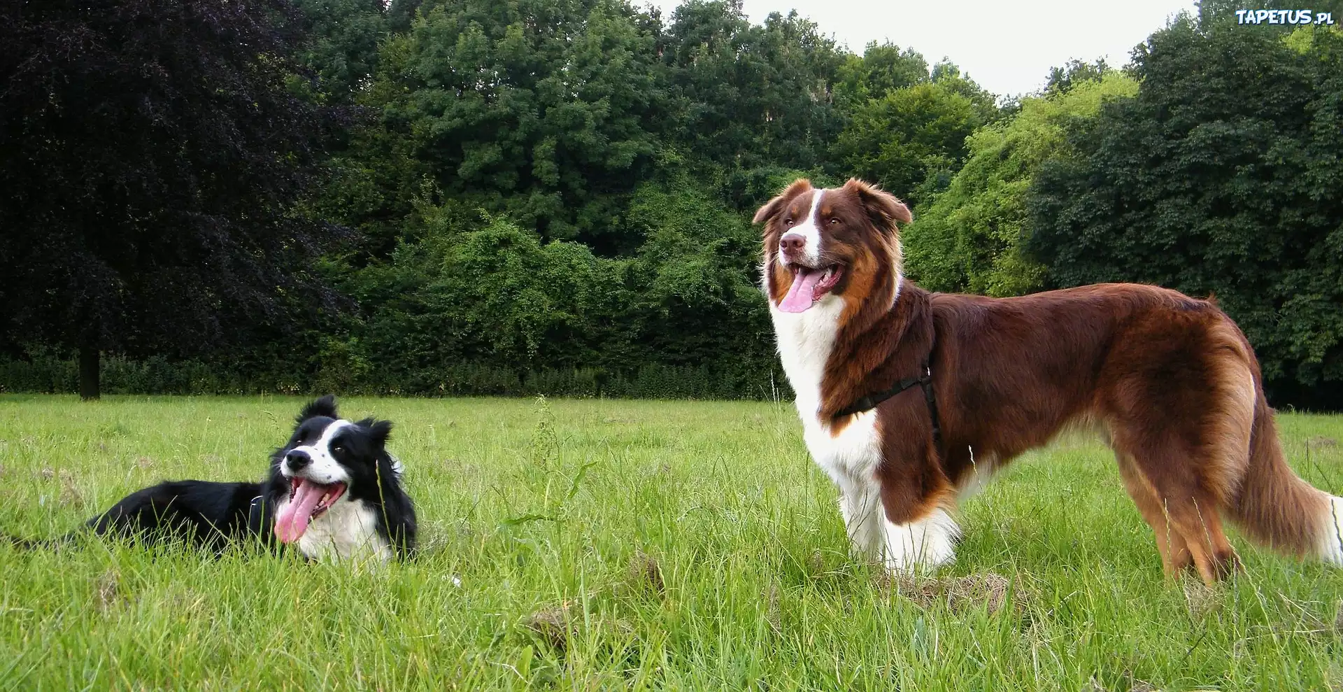 Border Collie