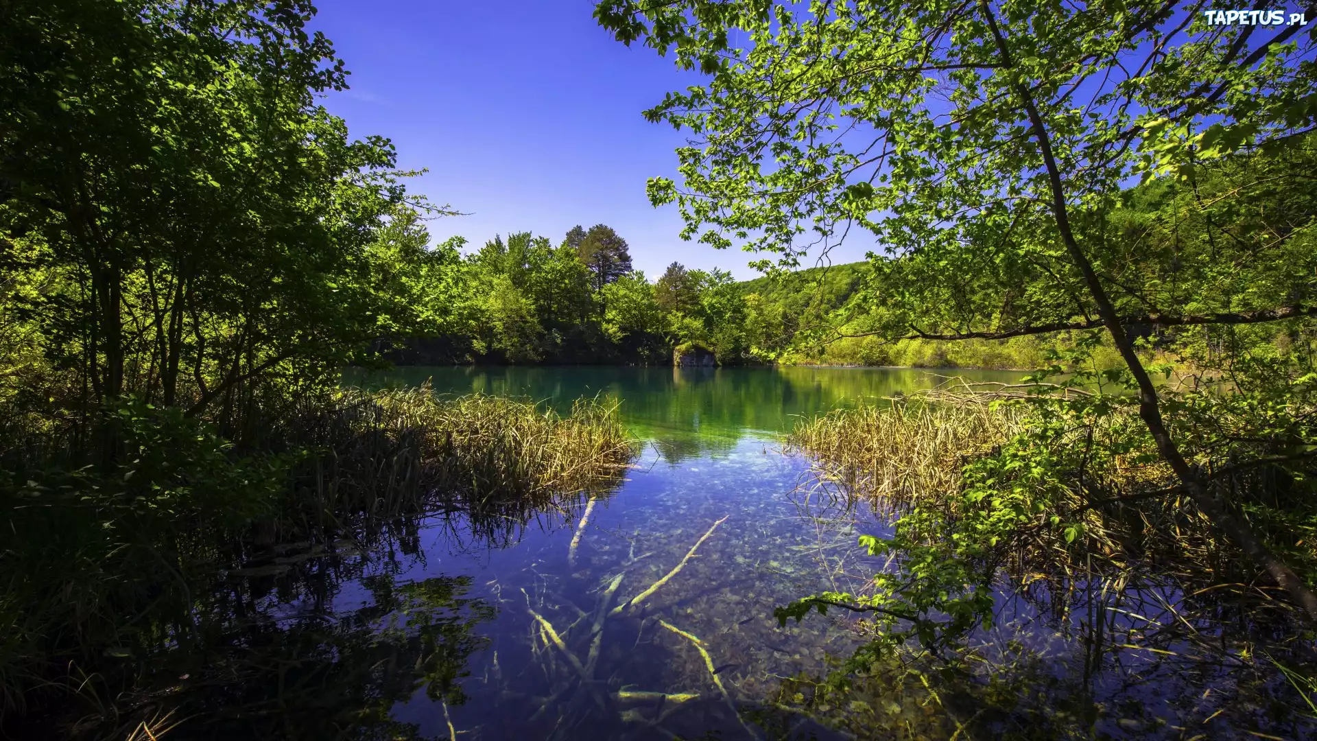 Chorwacja, Park Narodowy Jezior Plitwickich, Jezioro, Zieleń, Trawa, Drzewa, Krzewy, Niebo