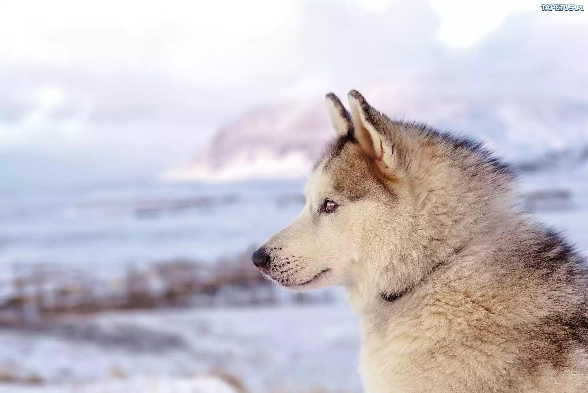 Zima, Pies, Siberian husky, Profil, Głowa, Rozmyte Tło