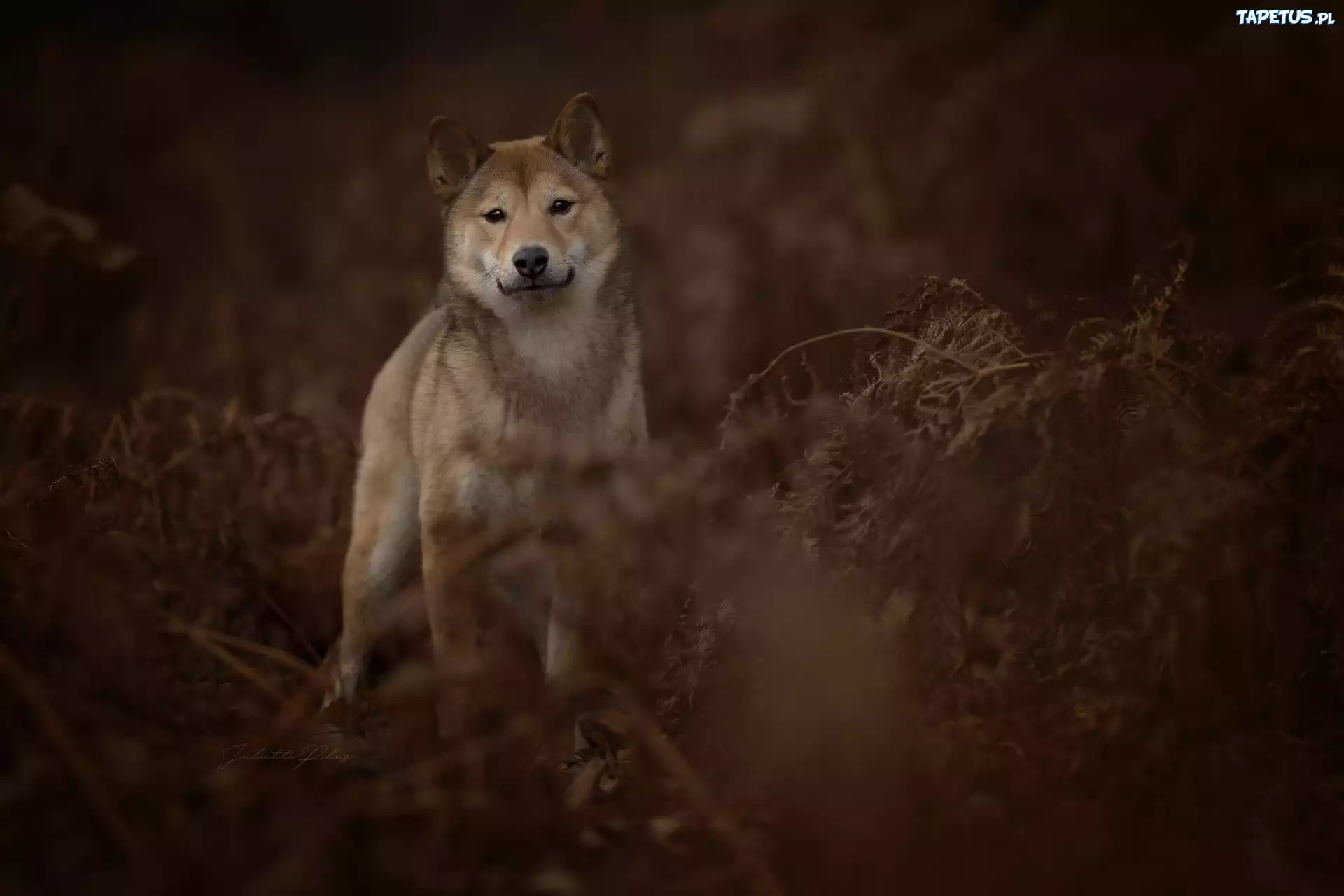 Pies, Shiba inu, Zarośla