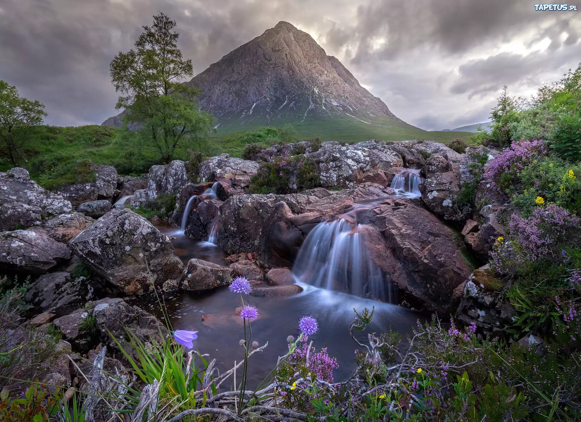 Góra, Buachaille Etive Mor, Drzewa, Kamienie, Skały, Potok, Kwiaty, Szkocja