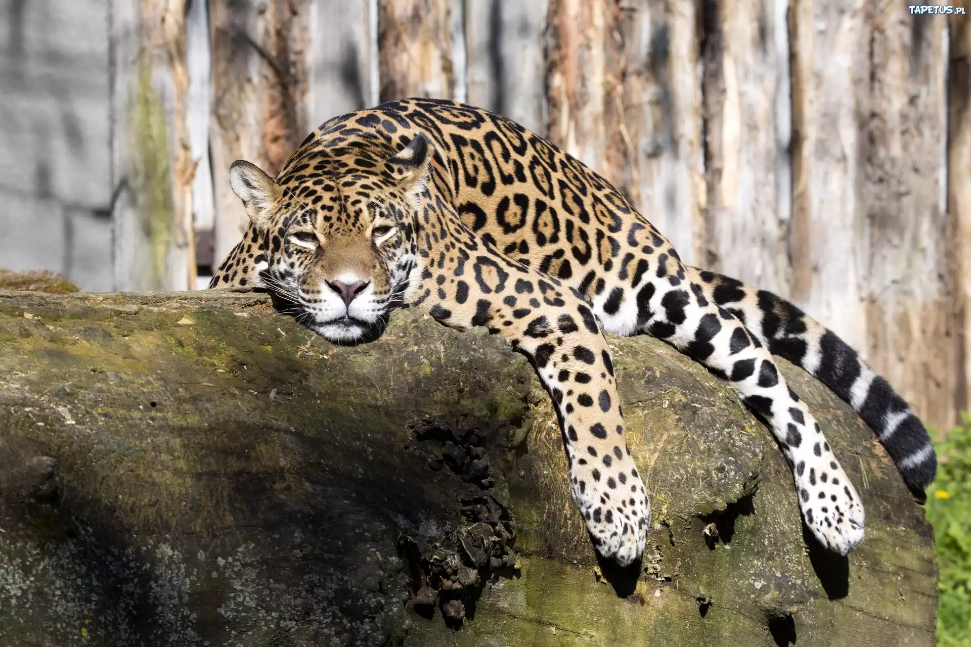 Zmęczony, Jaguar, Skała