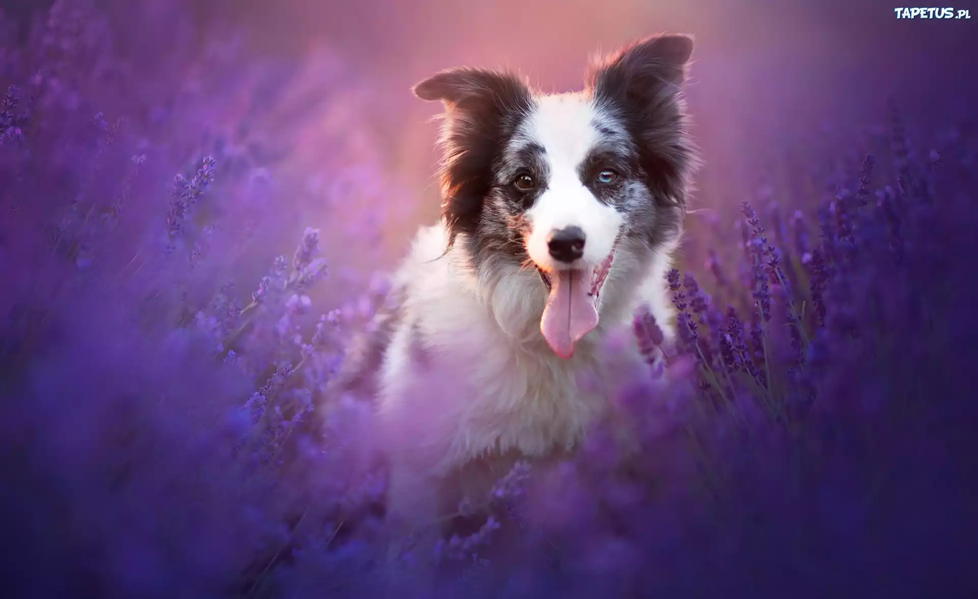 Border collie, Lawenda