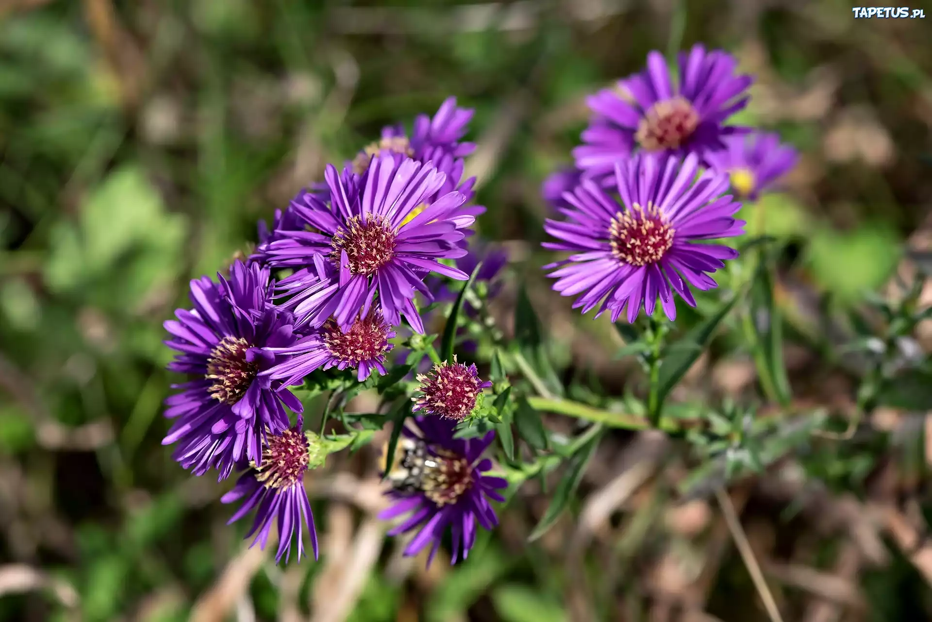 Kwiaty, Aster marcinek, Fioletowe