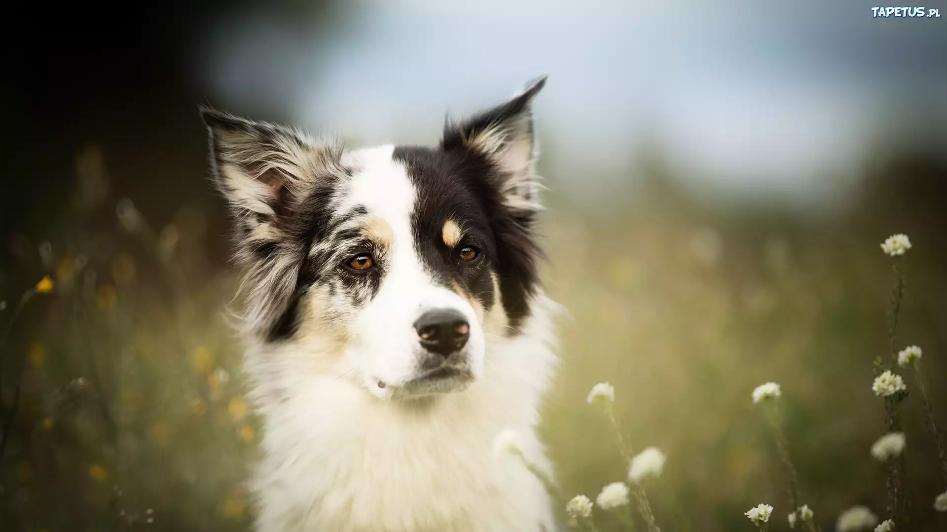 Pies, Border collie, Mordka, Łąka, Kwiaty