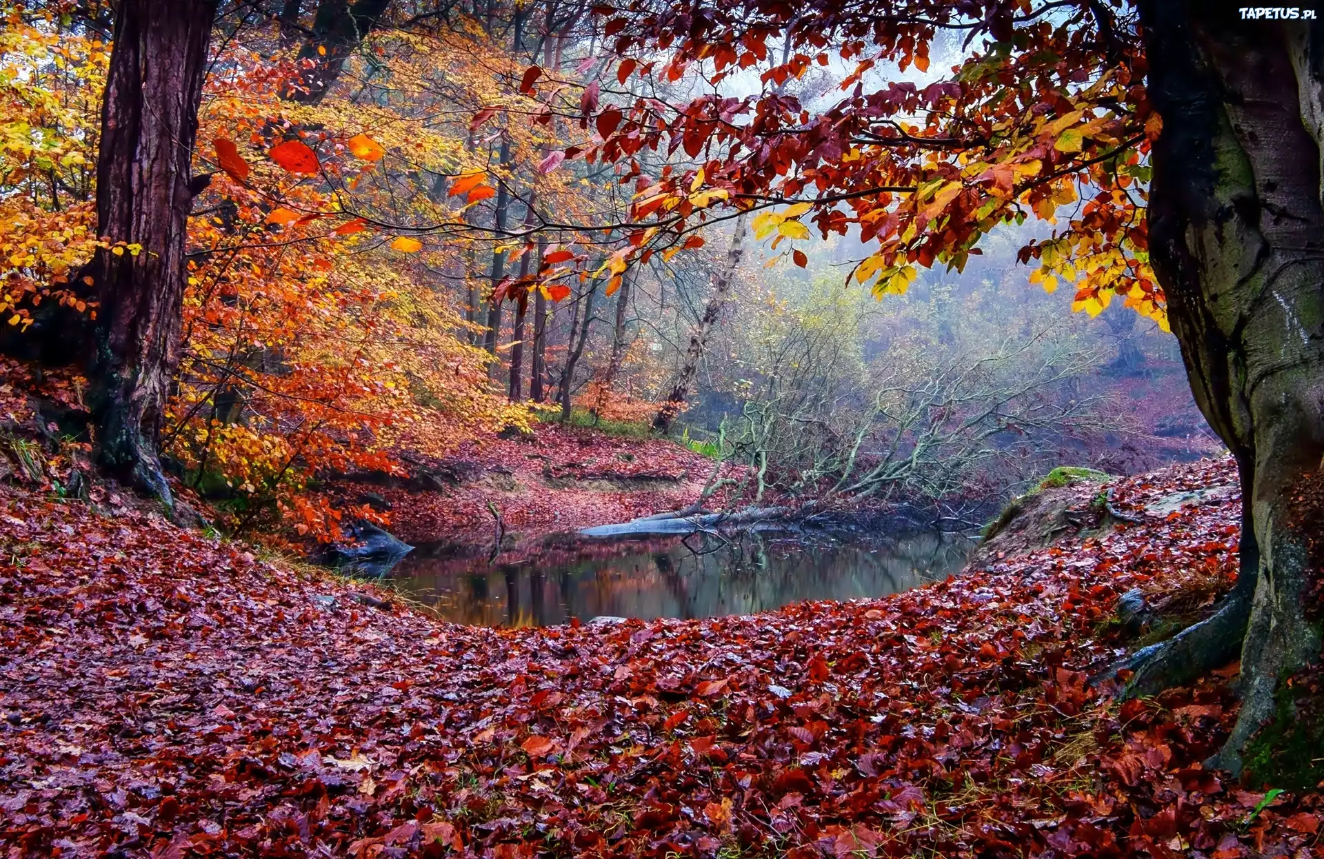 Jesień, Las, Rzeczka, Mgła