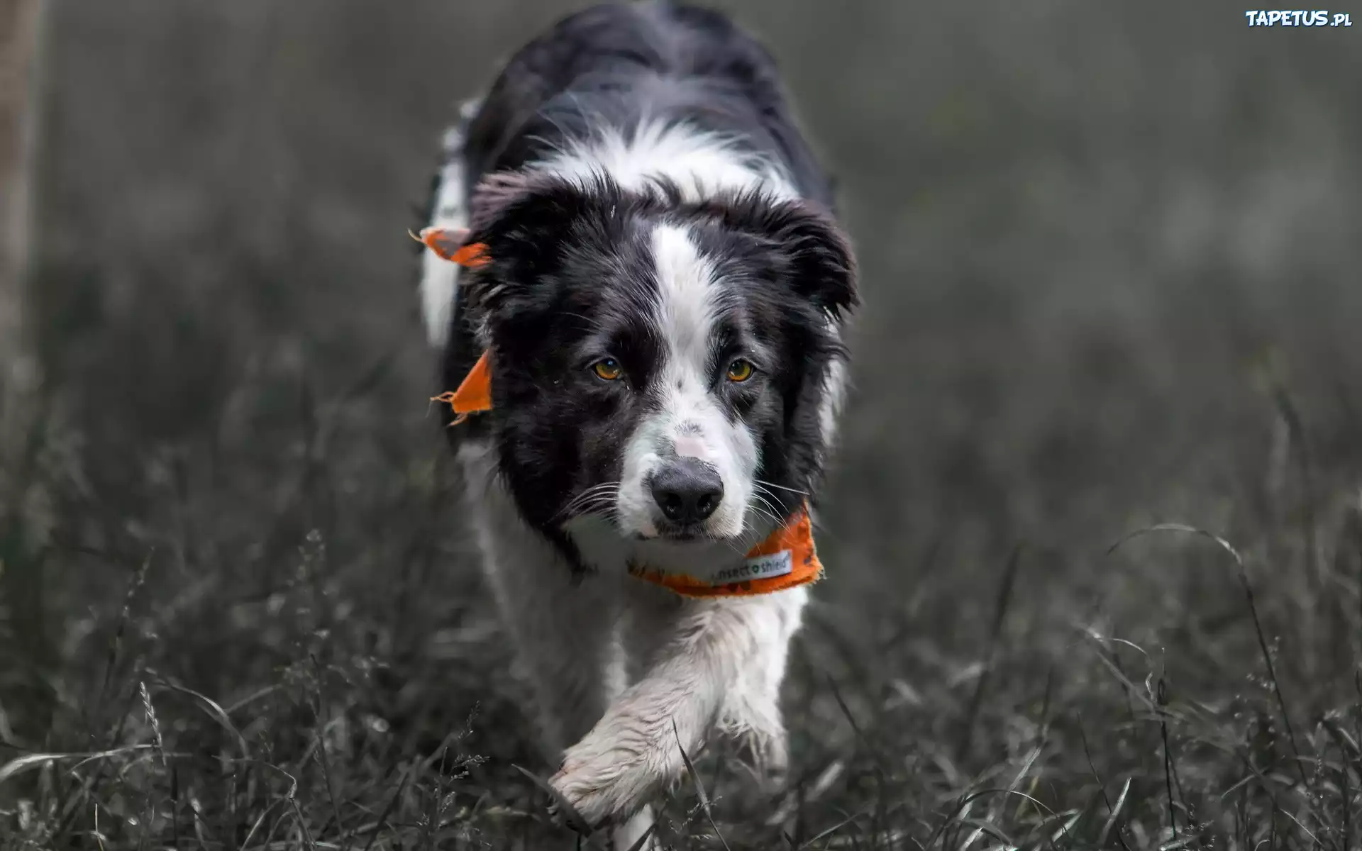 Border collie, Chustka