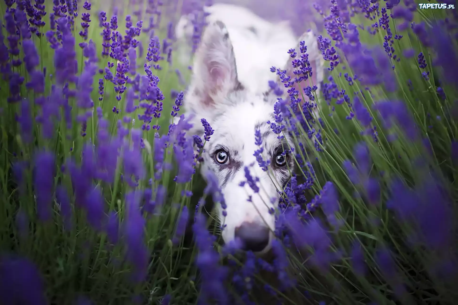 Border collie, Lawenda wąskolistna