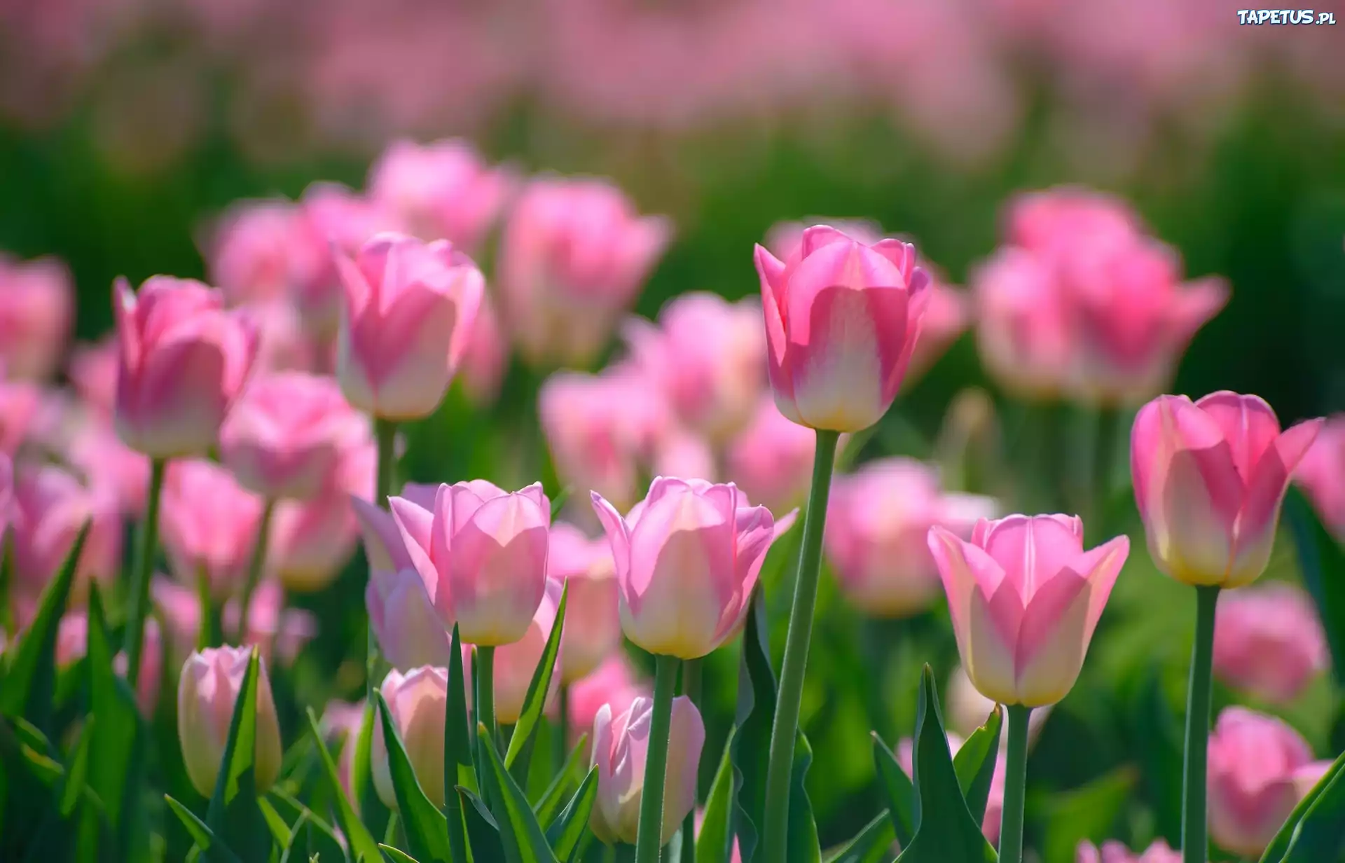 Kwiaty, Tulipany, Wiosna