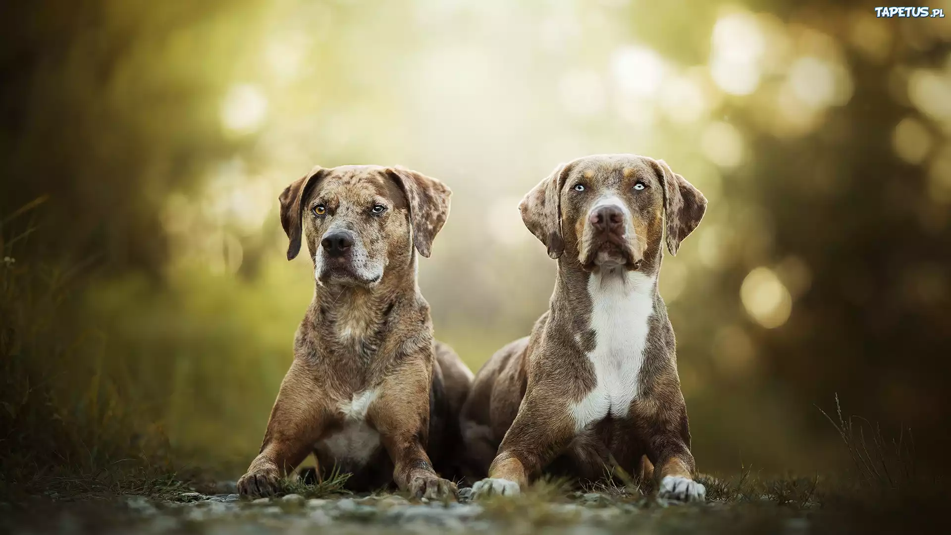 Dwa, Psy, Catahoula leopard dog, Rozmyte, Tło