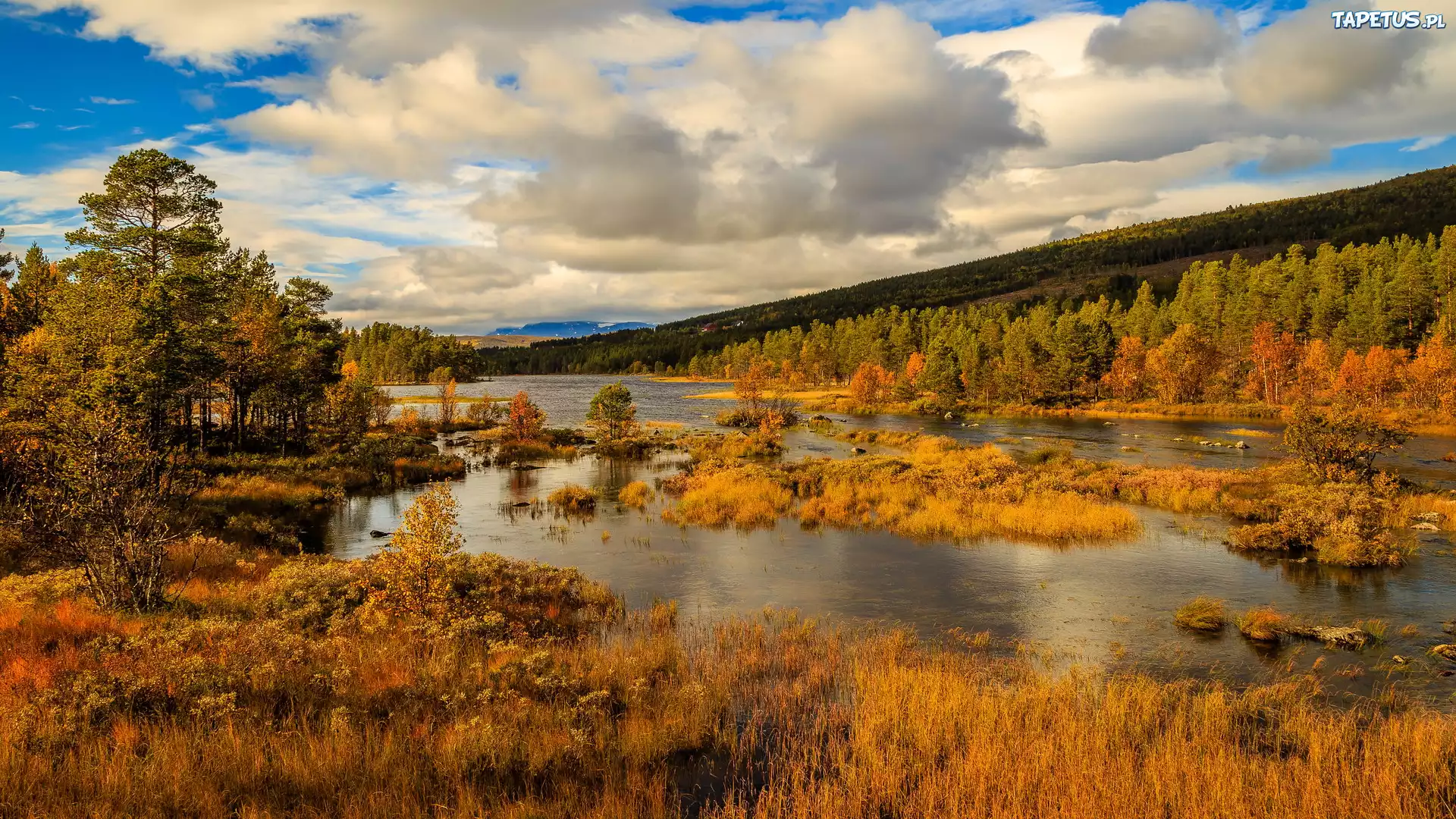 Jesień, Jezioro, Drzewa, Lasy, Park Narodowy Hardangervidda, Norwegia
