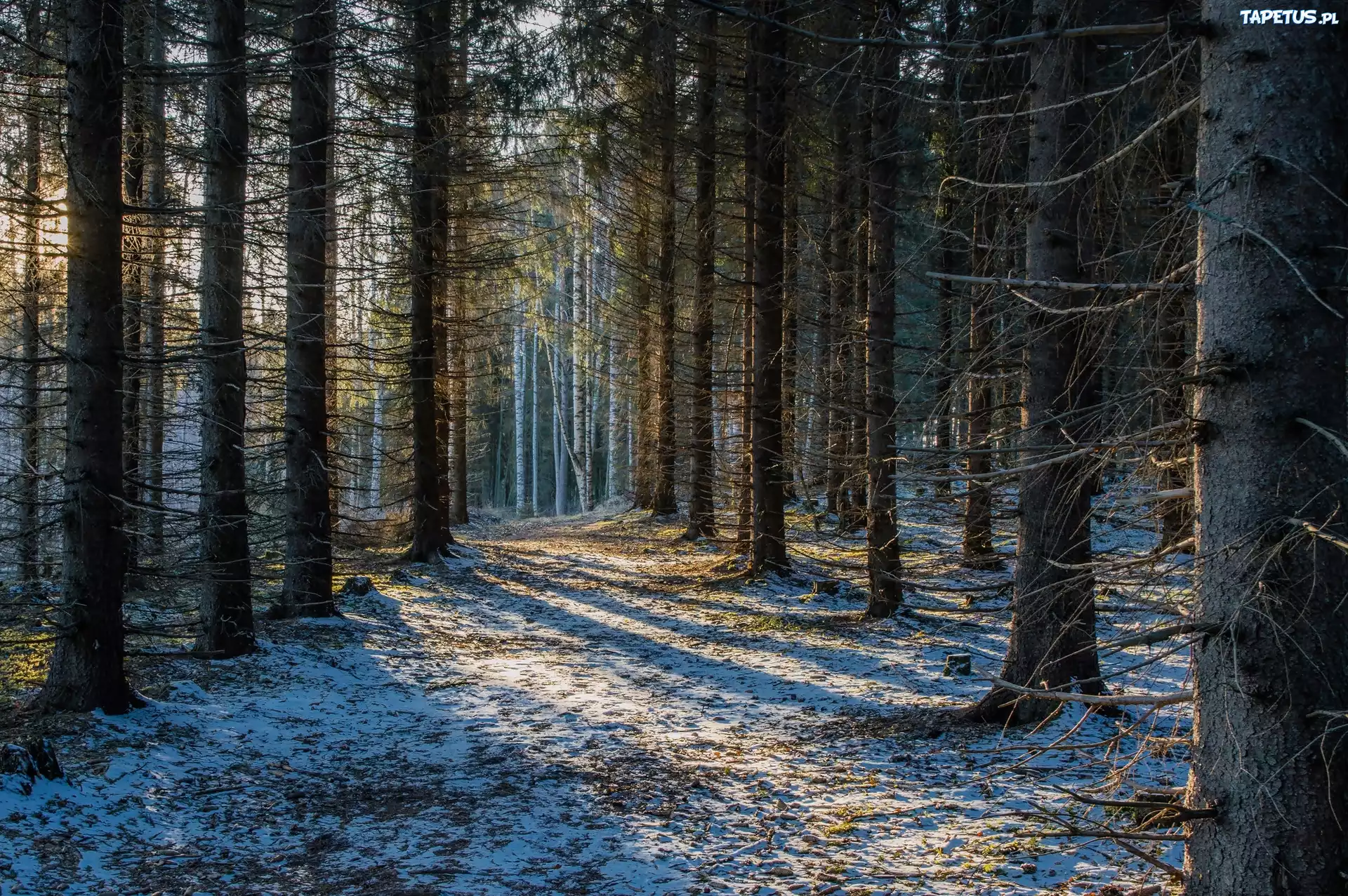 Drzewa, Las, Śnieg, Światło