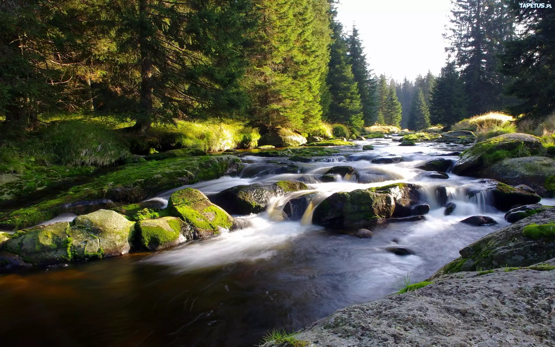 Strumień, Rzeka, Kamienie, Las