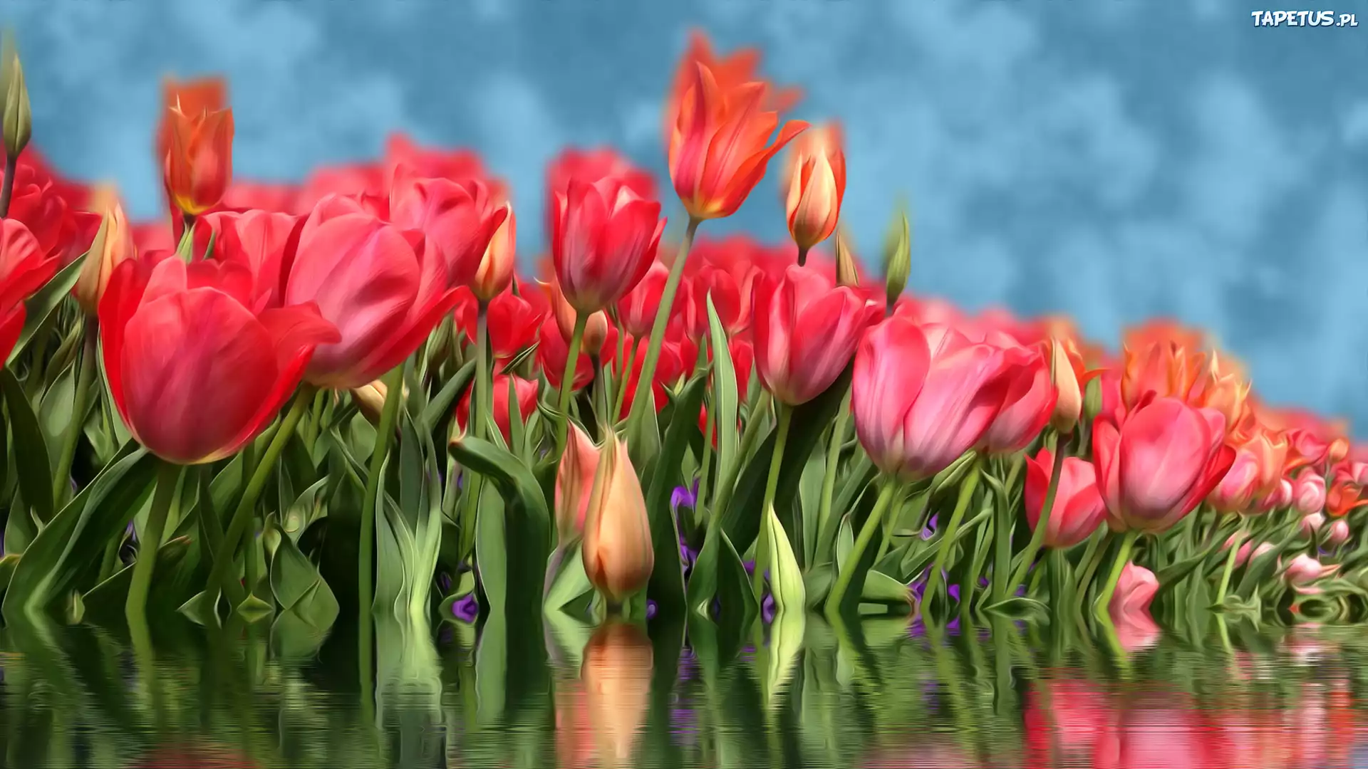 Czerwone, Tulipany, Woda, Odbicie