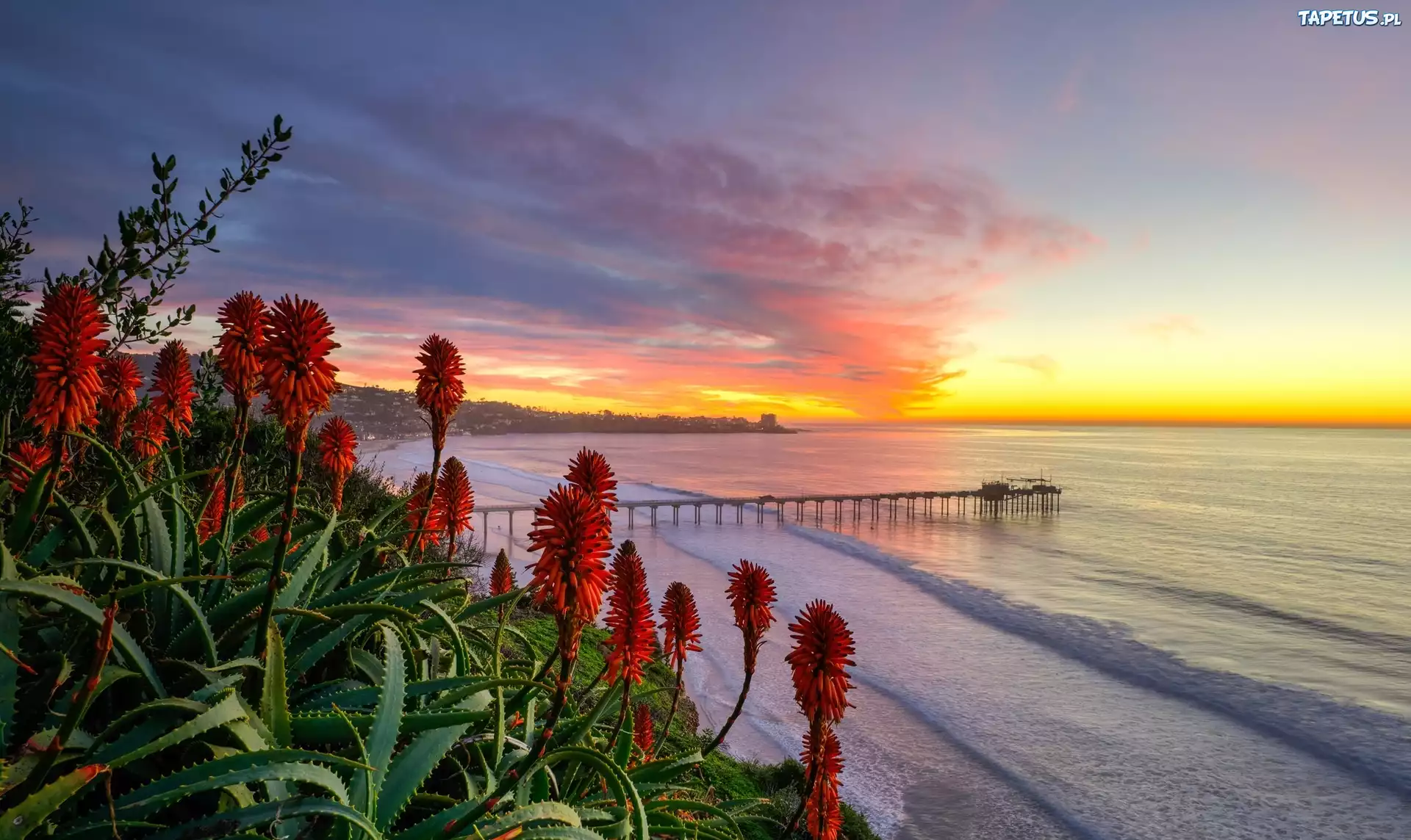 Stany Zjednoczone, Kalifornia, San Diego, Morze, Wybrzeże, Molo, Aloes, Chmury, Wschód słońca