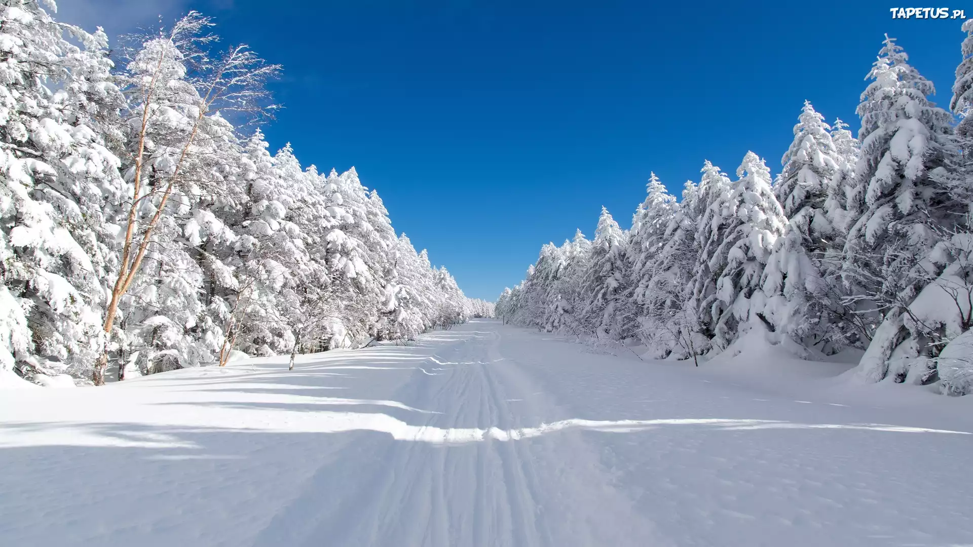 Japonia, Chino, Przełęcz Mugikusa Pass, National road 299, Zima, Las, Świerki, Droga