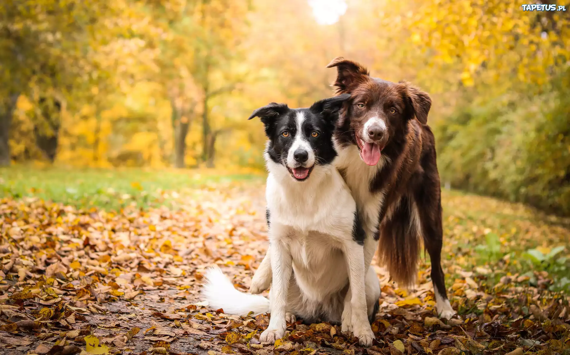 Dwa, Psy, Border collie, Polana, Liście, Drzewa, Krzewy
