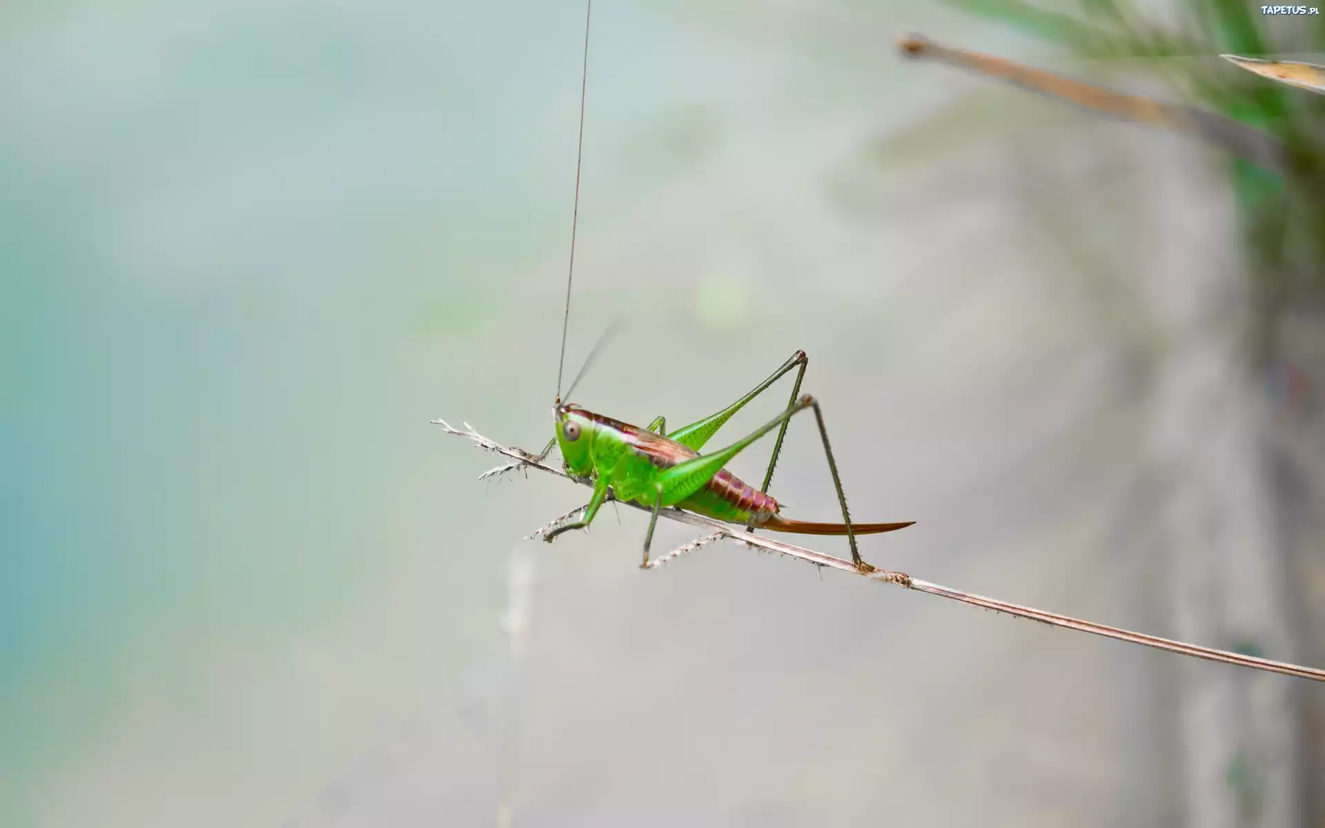 Konik polny, Makro