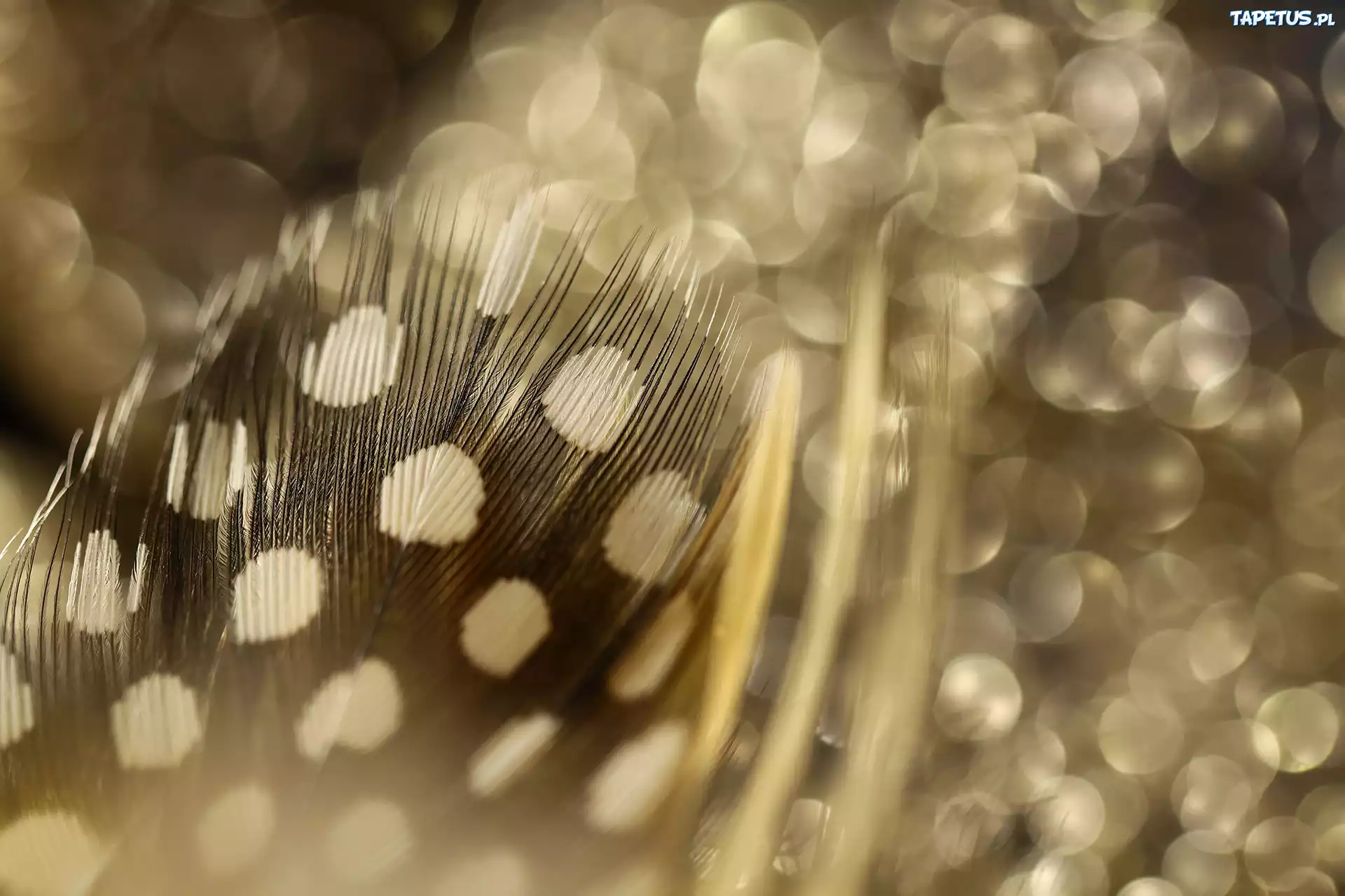 Piórko, Makro, Bokeh, Sepia
