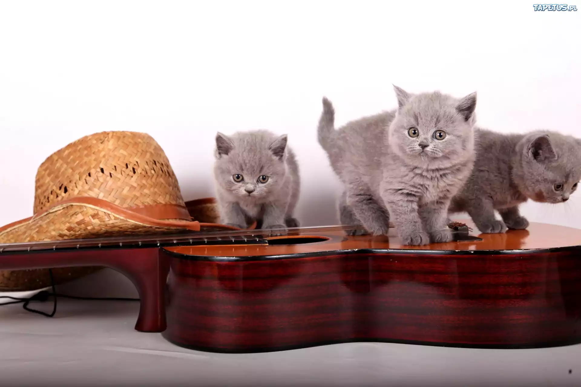 Trzy, Małe, Koty brytyjskie, Gitara, Kapelusz