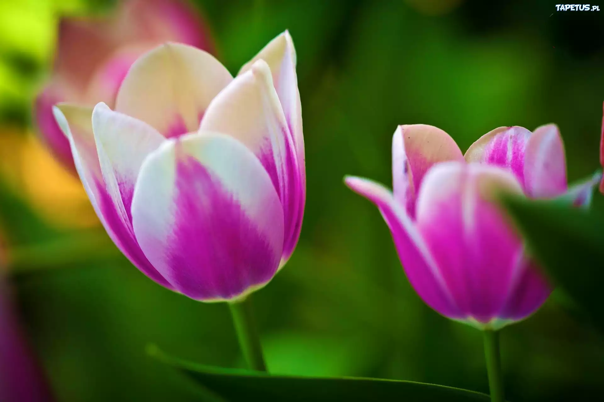 Różowe, Tulipany