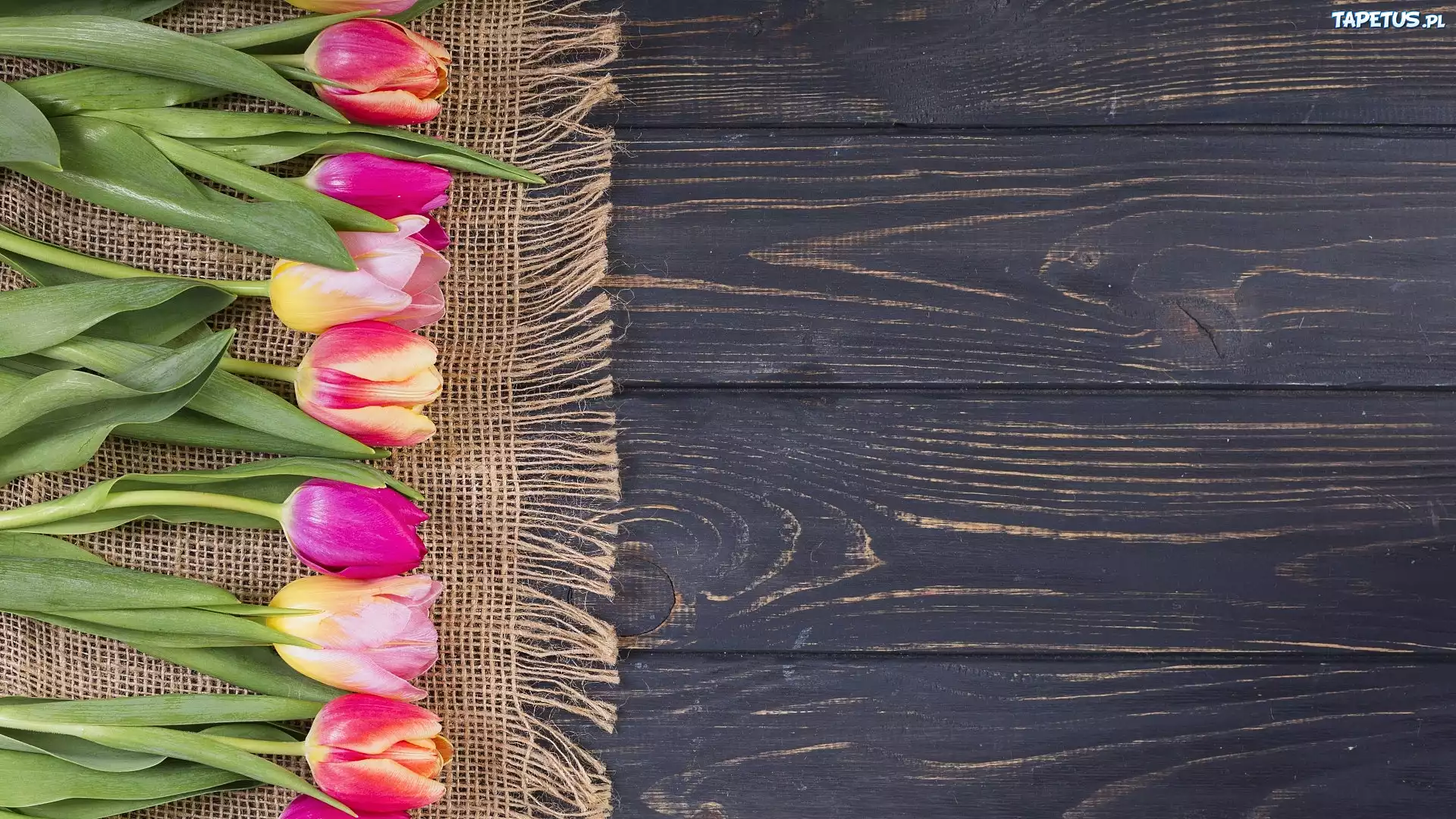 Tulipany, Serwetka, Deski