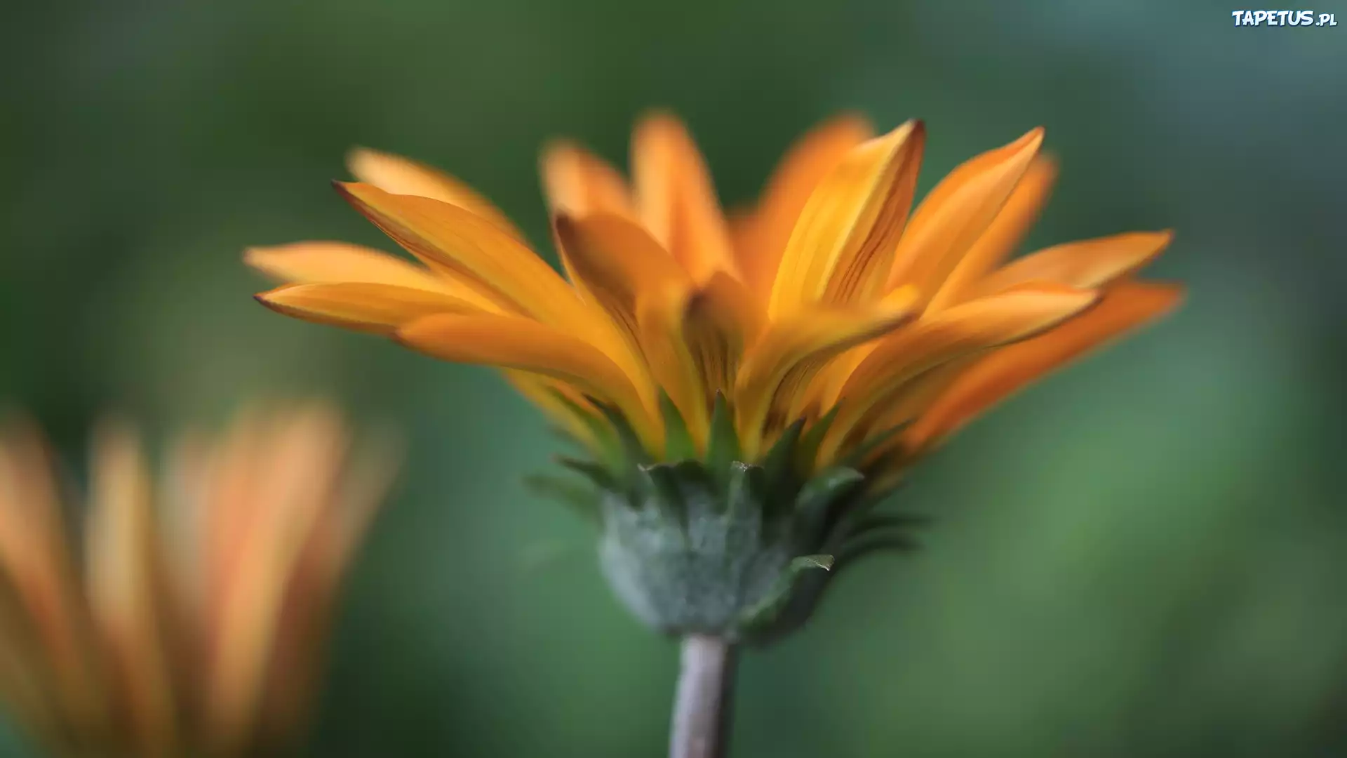 Zielona, Łodyga, Żółte, Płatki, Kwiat, Gazania