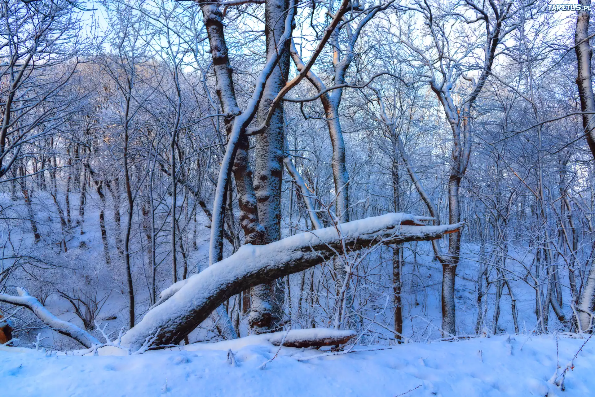 Zima, Śnieg, Las, Drzewa, Konar, Gałęzie