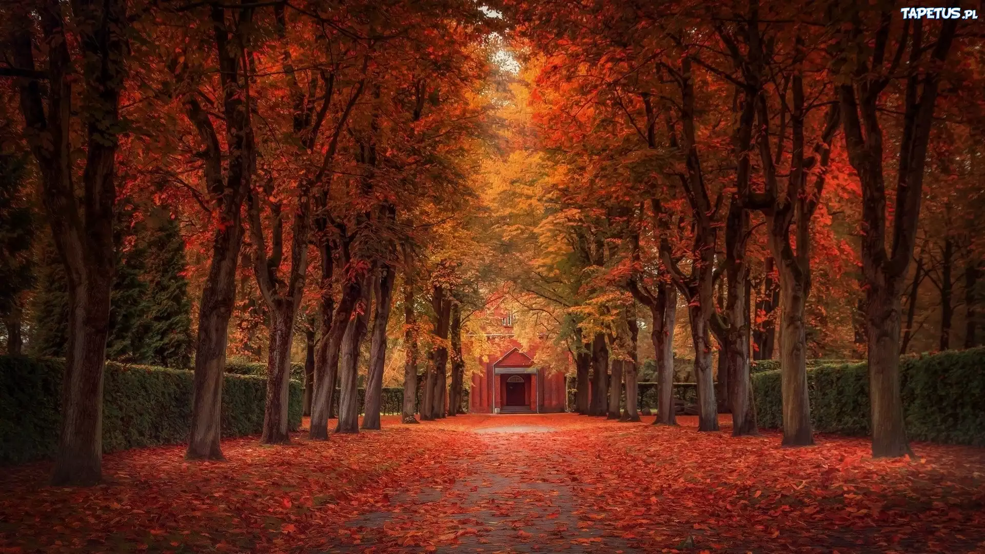Park, Aleja, Drzewa, Jesień, Liście
