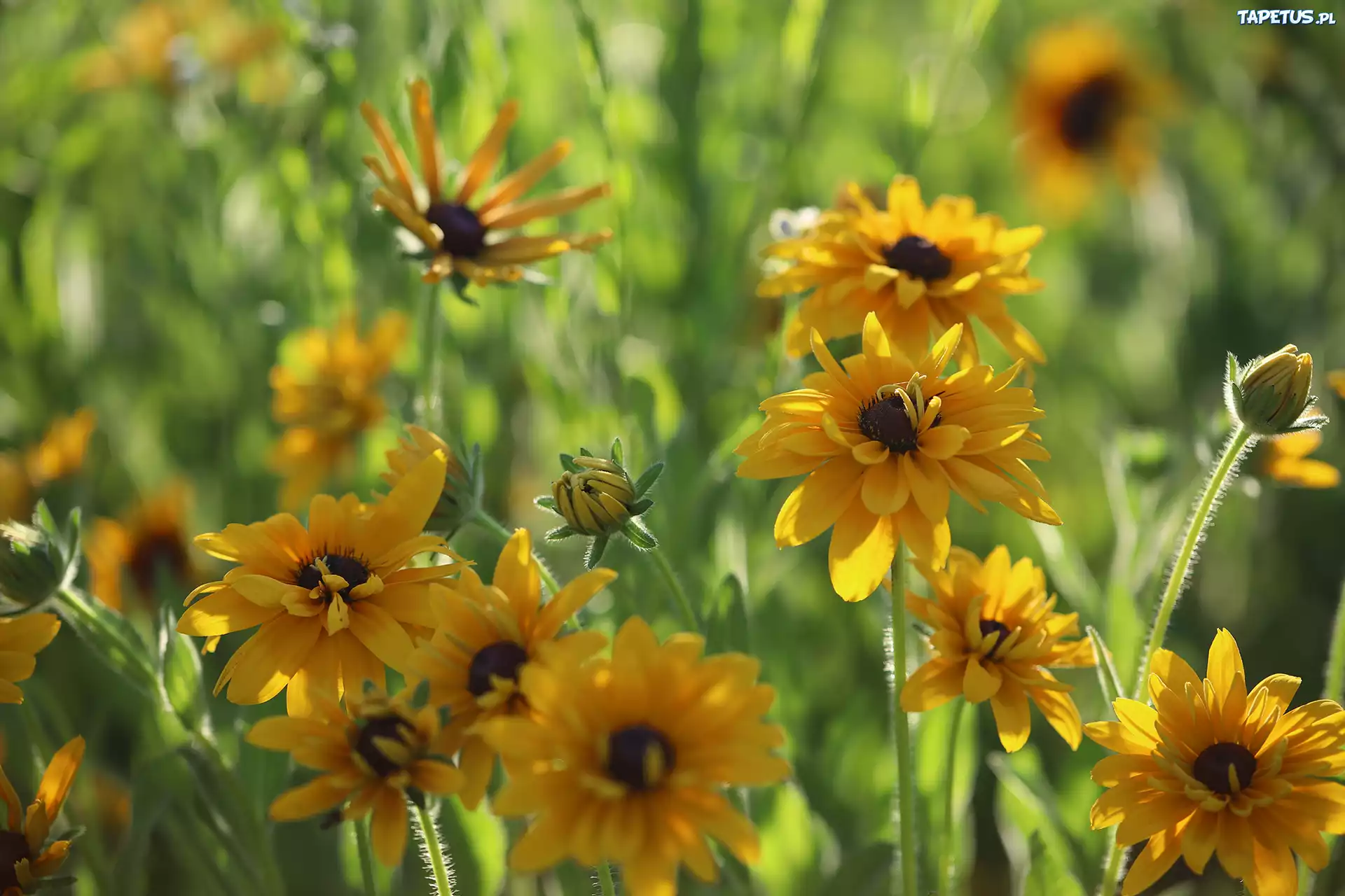 Żółte, Rudbekie, Kwiaty
