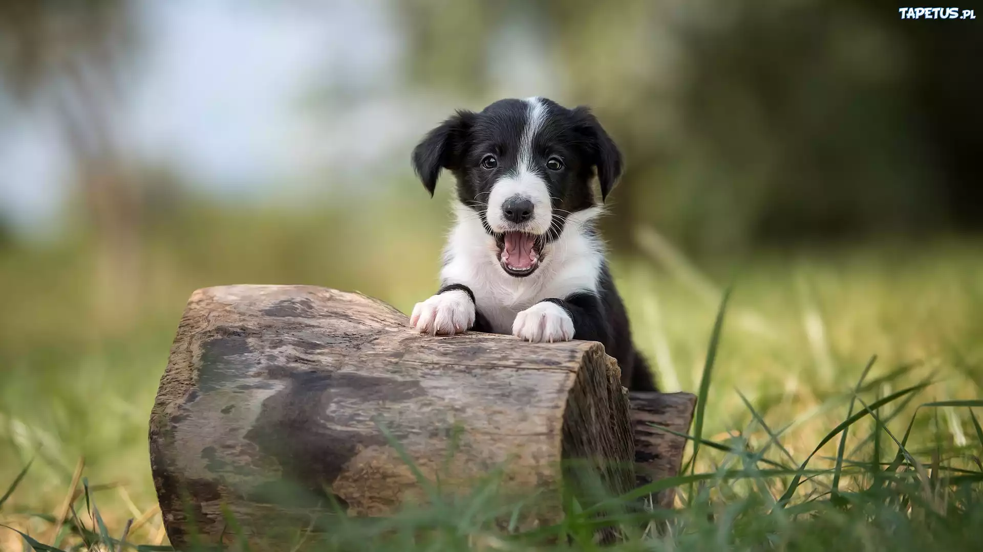 Szczeniak, Border collie, Pyszczek, Pieniek, Trawa