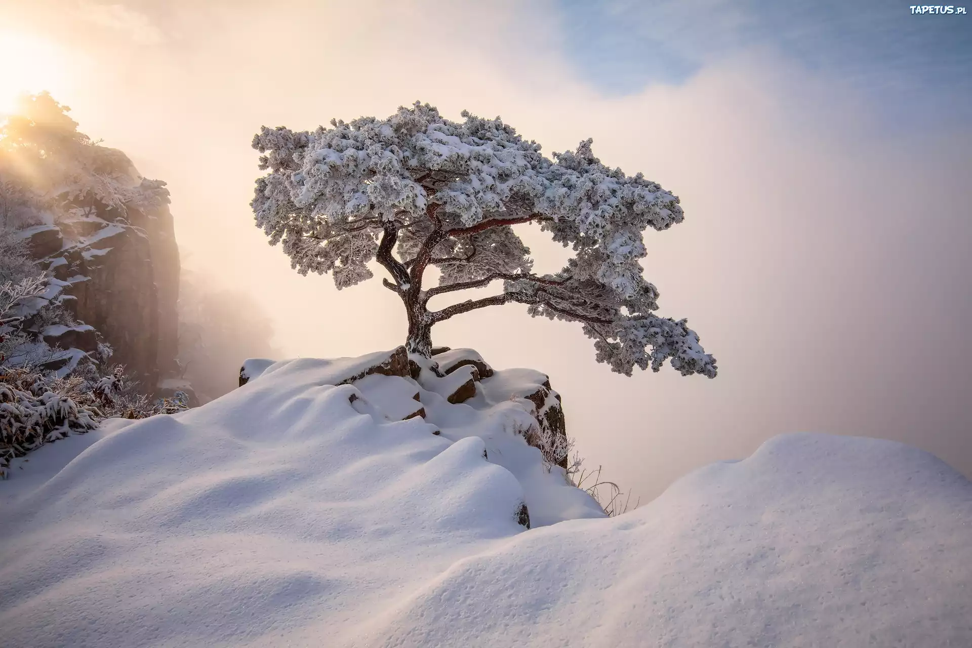 Zima, Góry, Mgła, Drzewo, Park prowincjonalny Daedunsan, Jeolla Północna, Korea Południowa