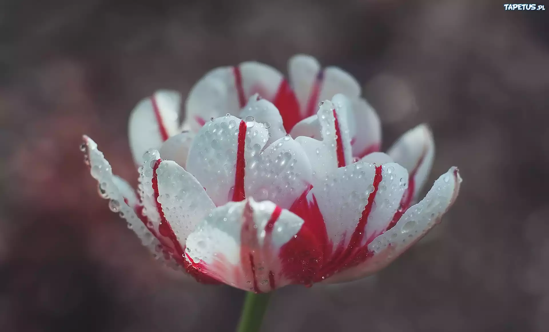 Kwiat, Tulipan, Krople, Zbliżenie