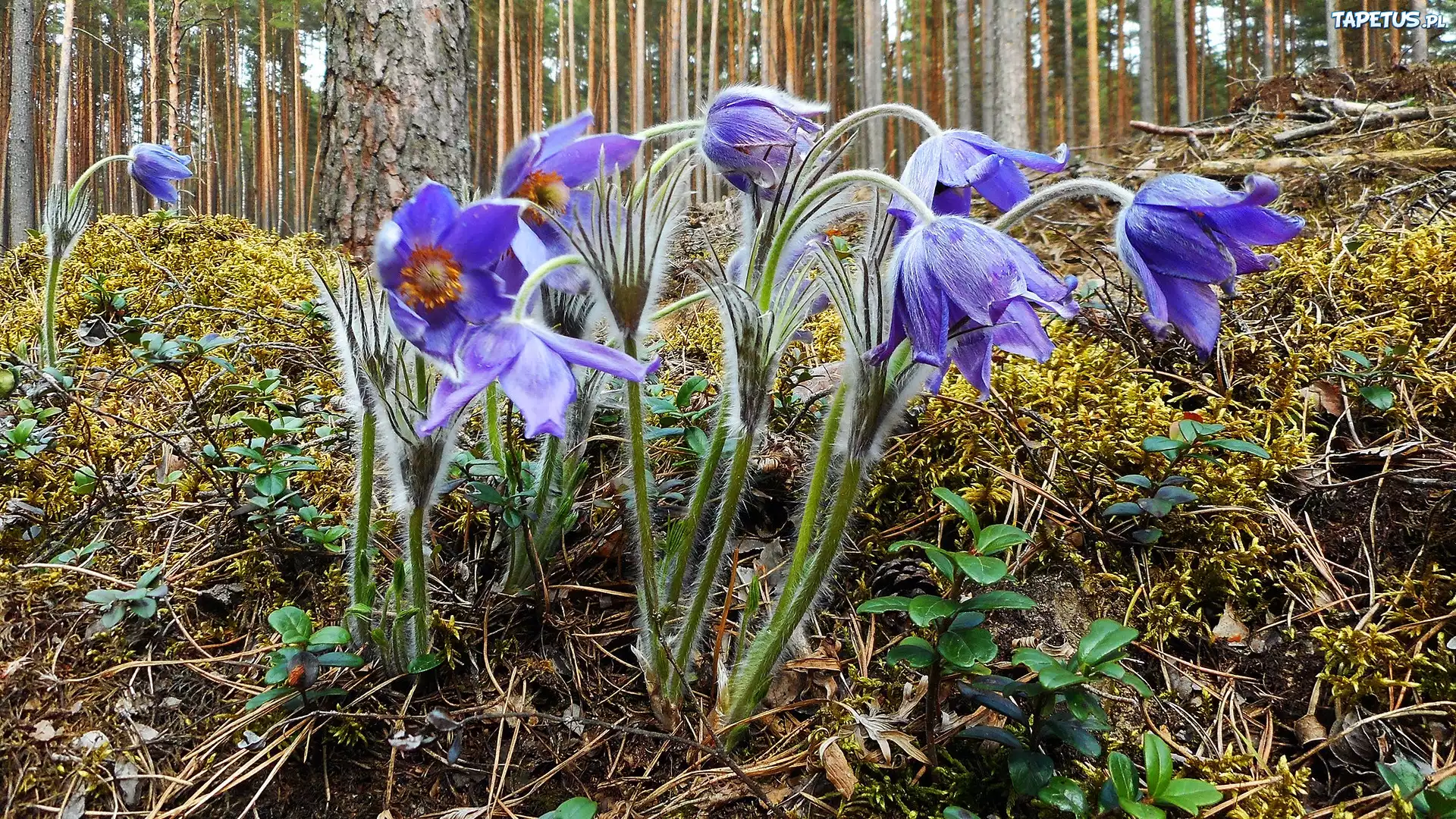 Kwiaty, Sasanki, Las, Runo leśne